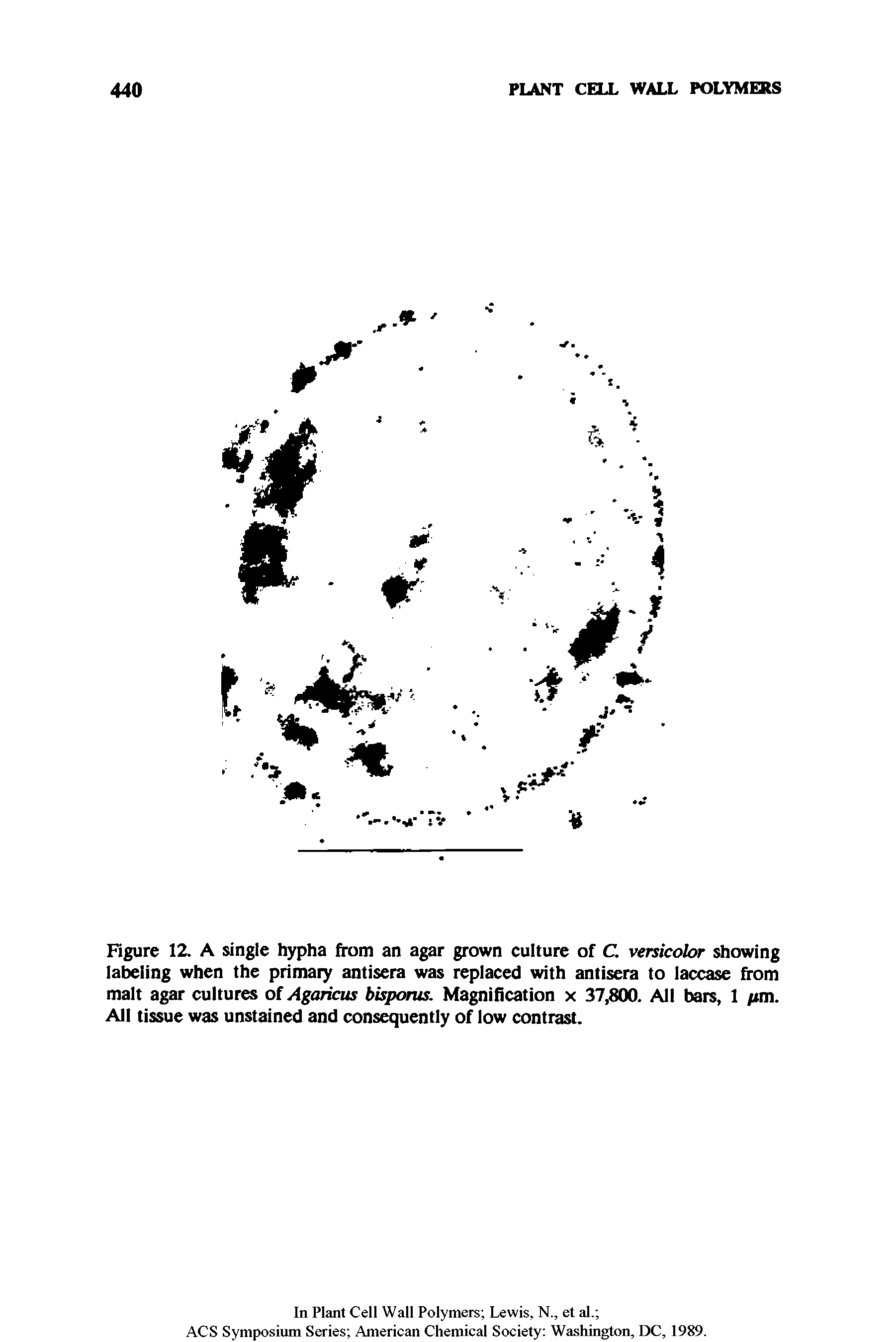 Figure 12. A single hypha from an agar grown culture of C. versicolor showing labeling when the primary antisera was replaced with antisera to laccase from malt agar cultures of Agaricus bisporus. Magnification x 37,800. All bars, 1 pm. All tissue was unstained and consequently of low contrast.