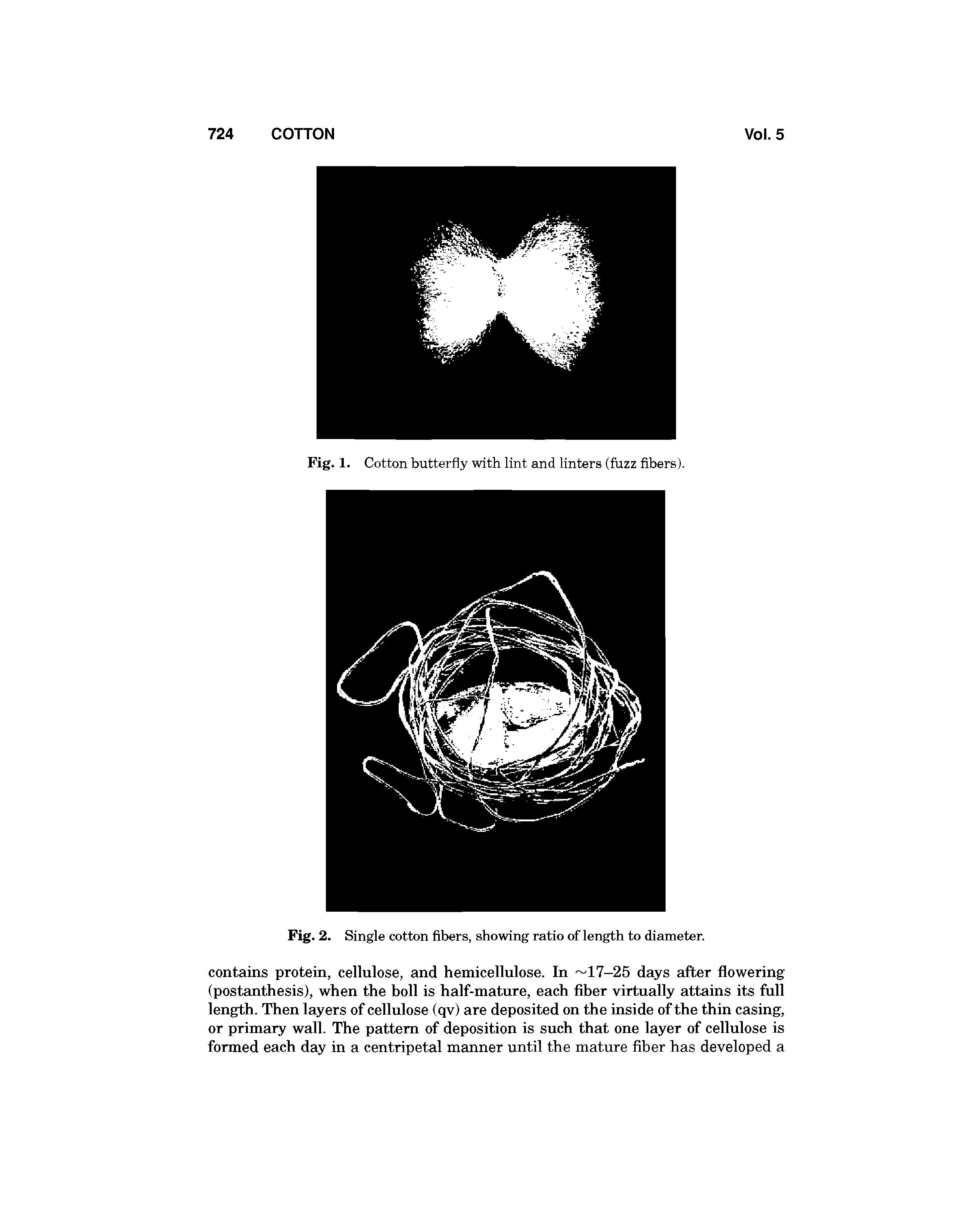 Fig. 1. Cotton butterfly with lint and linters (fuzz fibers).