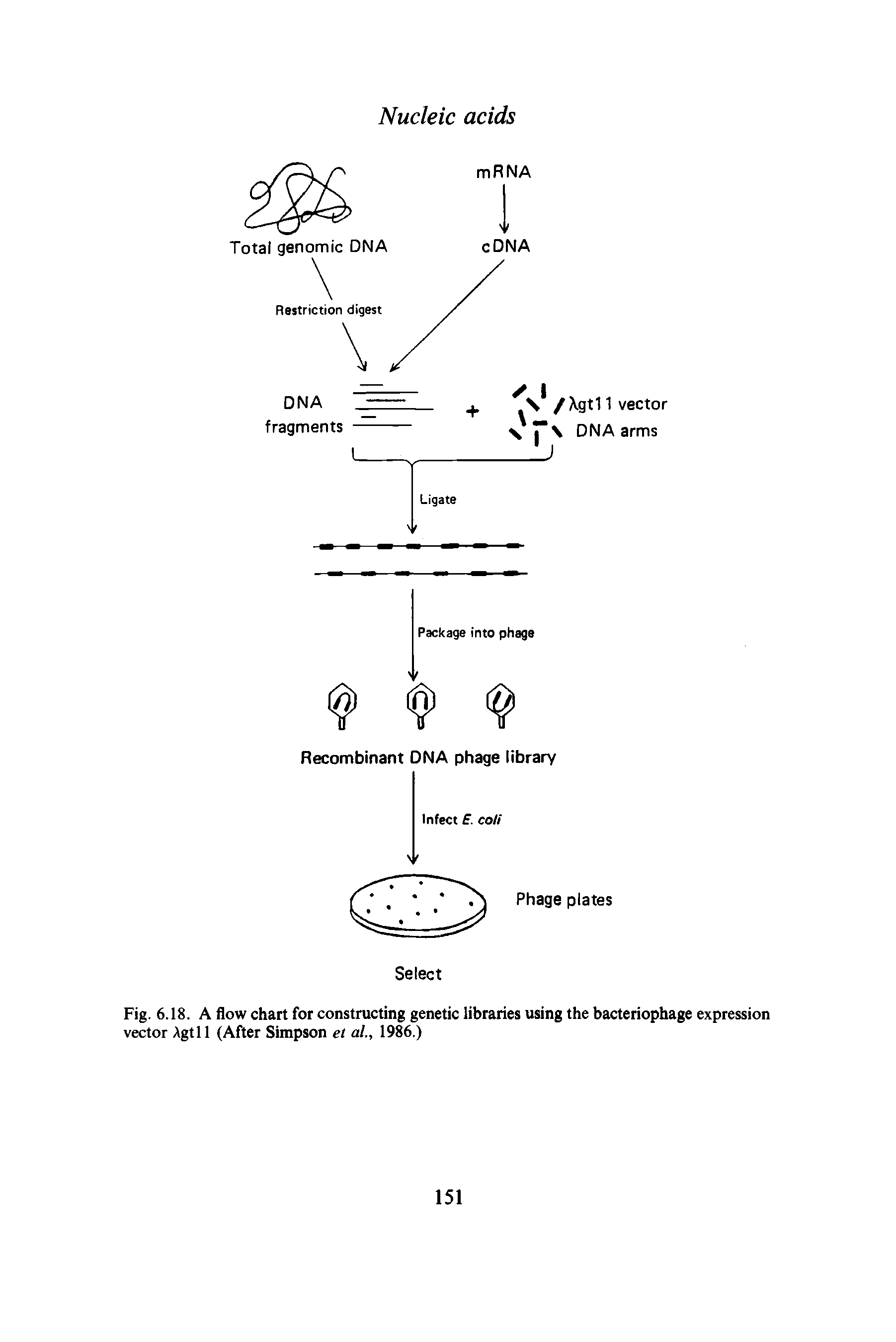 Fig. 6.18. A flow chart for constructing genetic libraries using the bacteriophage expression vector Agtll (After Simpson et al., 1986.)...