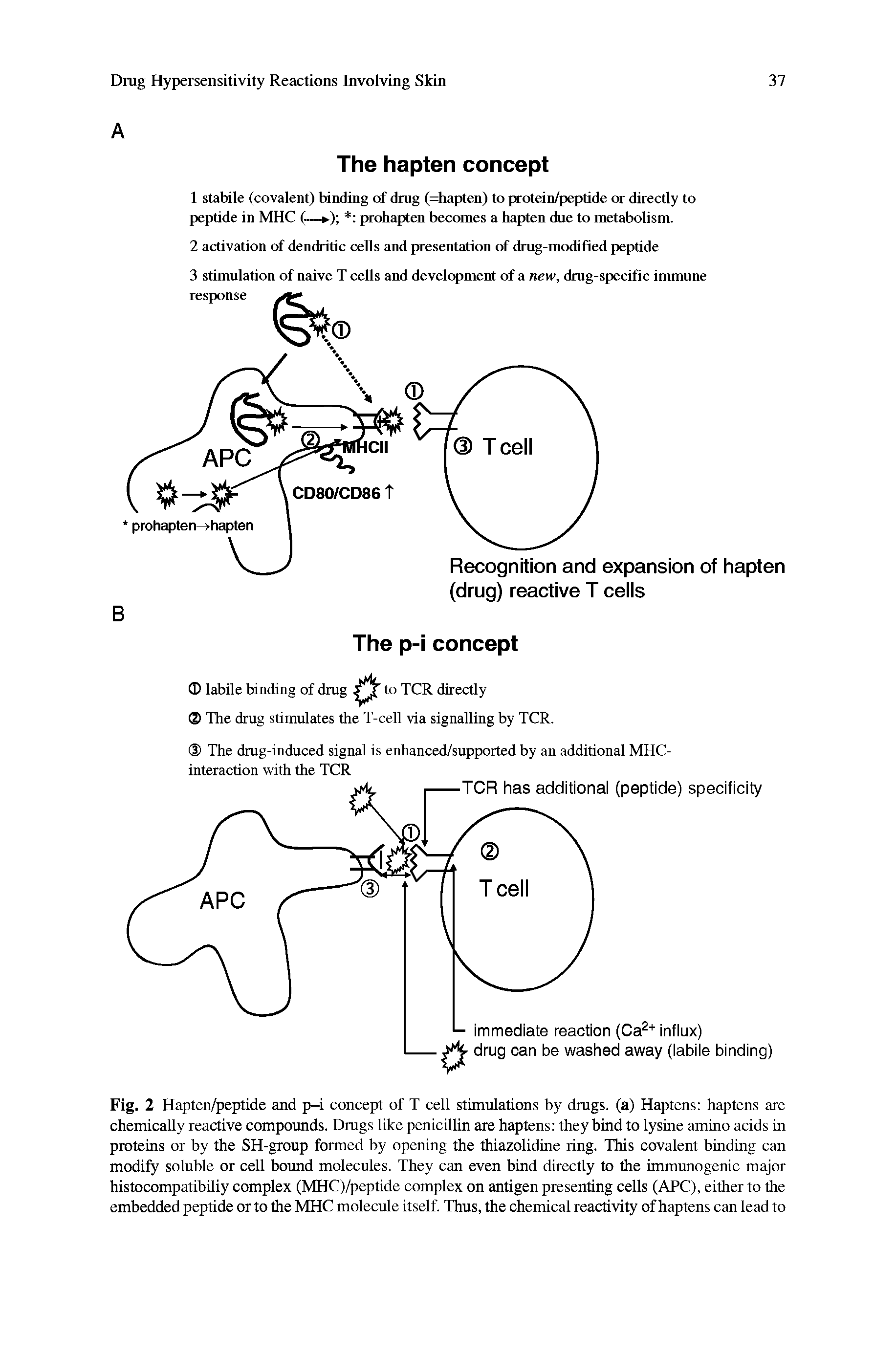 Fig. 2 Hapten/peptide and p-i concept of T cell stimulations by drugs, (a) Haptens haptens are chemically reactive compounds. Drugs like penicillin are haptens they bind to lysine amino acids in proteins or by the SH-group formed by opening the thiazolidine ring. This covalent binding can modify soluble or cell bound molecules. They can even bind directly to the immunogenic major histocompatibiliy complex (MHC)/peptide complex on antigen presenting cells (ARC), either to the embedded peptide or to the MHC molecule itself. Thus, the chemical reactivity of haptens can lead to...