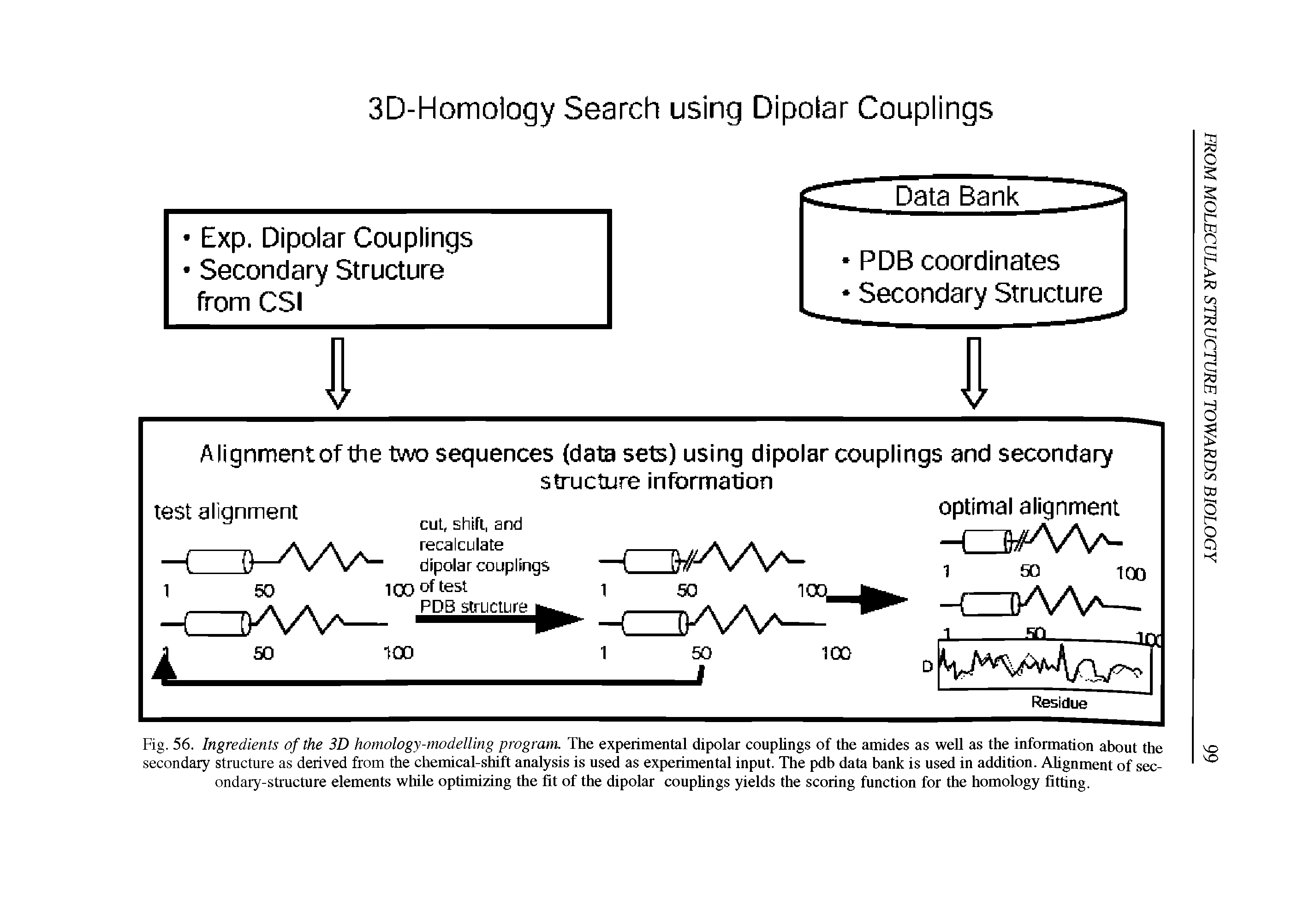 Fig. 56. Ingredients of the 3D homology-modelling program. The experimental dipolar couplings of the amides as well as the information about the secondary structure as derived from the chemical-shift analysis is used as experimental input. The pdb data bank is used in addition. Alignment of sec-ondary-stmcture elements while optimizing the fit of the dipolar couphngs yields the scoring function for the homology fitting.
