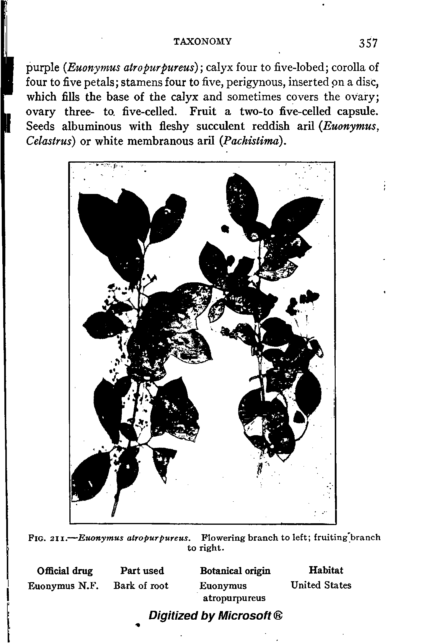 Fig. 211.—Euonymus atropurpureus. Flowering branch to left fruiting branch...