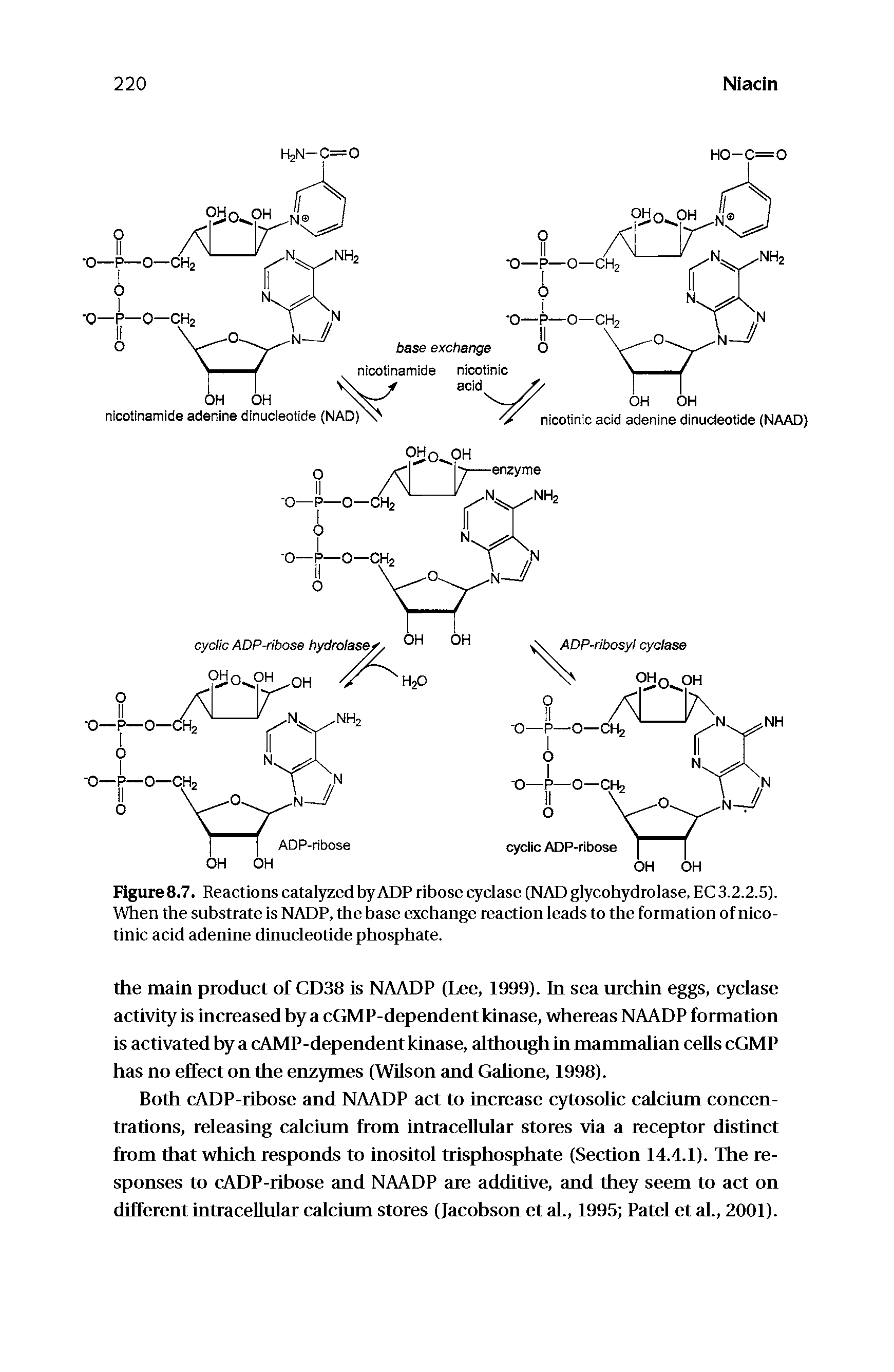 Figure 8.7. Reactions catalyzed byADP ribose cyclase (NAD glycohydrolase, EC 3.2.2.5). When the substrate is NADP, the base exchange reaction leads to the formation of nicotinic acid adenine dinucleotide phosphate.