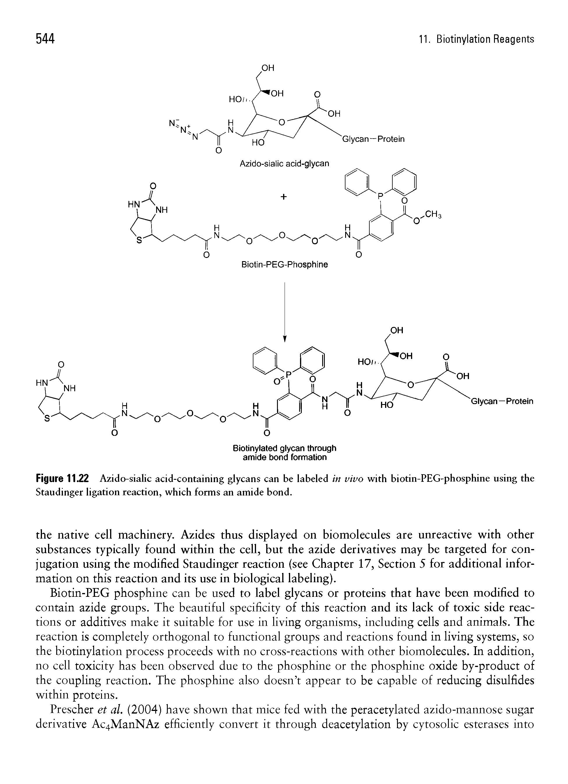 Figure 11.22 Azido-sialic acid-containing glycans can be labeled in vivo with biotin-PEG-phosphine using the Staudinger ligation reaction, which forms an amide bond.