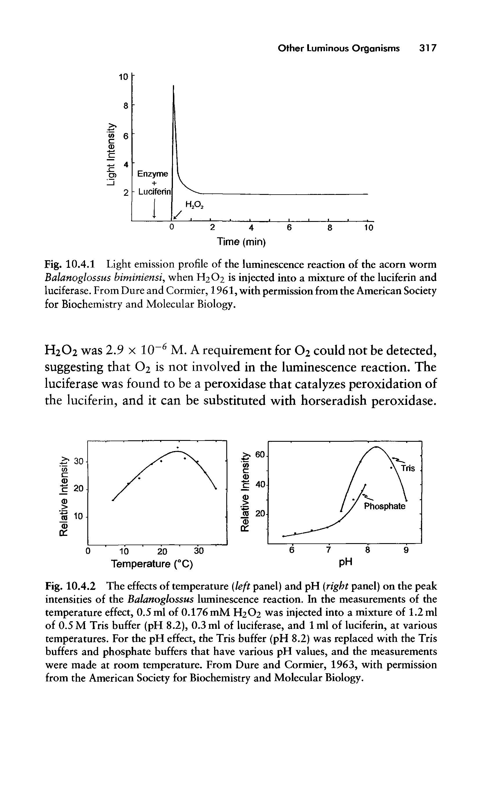 Fig. 10.4.1 Light emission profile of the luminescence reaction of the acorn worm Balanoglossus biminiensi, when H2O2 is injected into a mixture of the luciferin and luciferase. From Dure and Cormier, 1961, with permission from the American Society for Biochemistry and Molecular Biology.