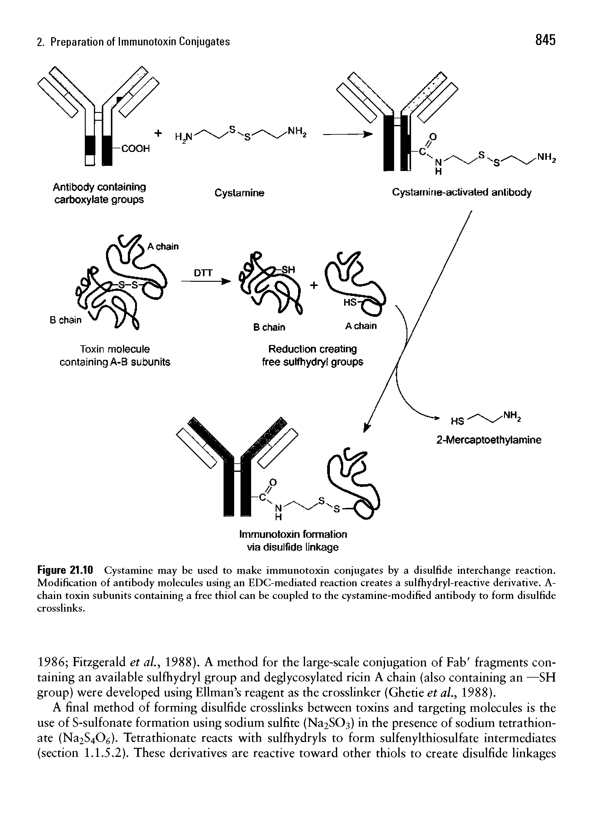 Figure 21.10 Cystamine may be used to make immunotoxin conjugates by a disulfide interchange reaction. Modification of antibody molecules using an EDC-mediated reaction creates a sulfhydryl-reactive derivative. A-chain toxin subunits containing a free thiol can be coupled to the cystamine-modified antibody to form disulfide crosslinks.