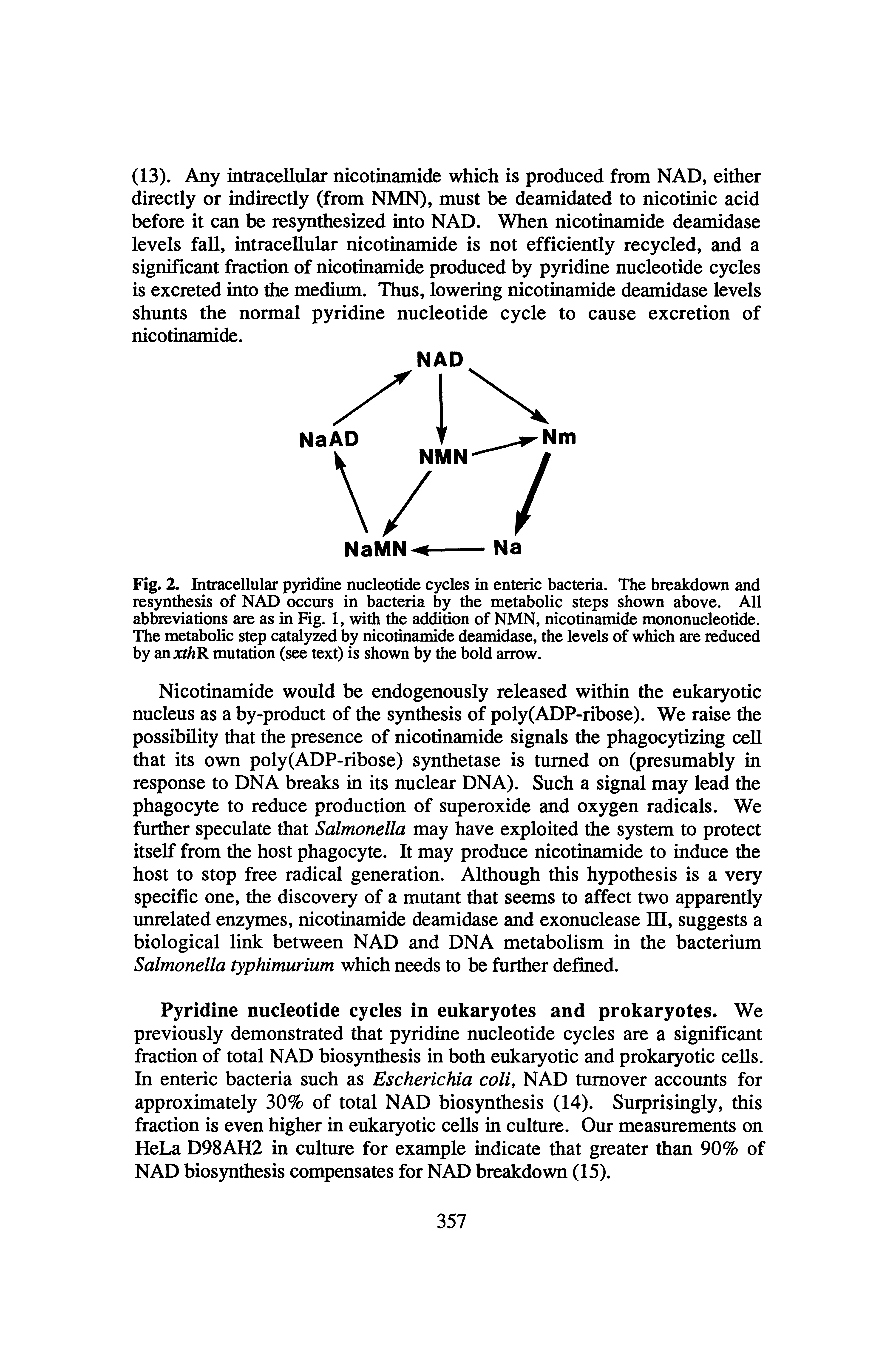 Fig. 2. Intracellular pyridine nucleotide cycles in enteric bacteria. The breakdown and resynthesis of NAD occurs in bacteria by the metabolic steps shown above. All abbreviations are as in Fig. 1, with the addition of NMN, nicotinamide mononucleotide. The metabolic step catalyzed by nicotinamide deamidase, the levels of which are reduced by anxt/iR mutation (see text) is shown by the bold arrow.