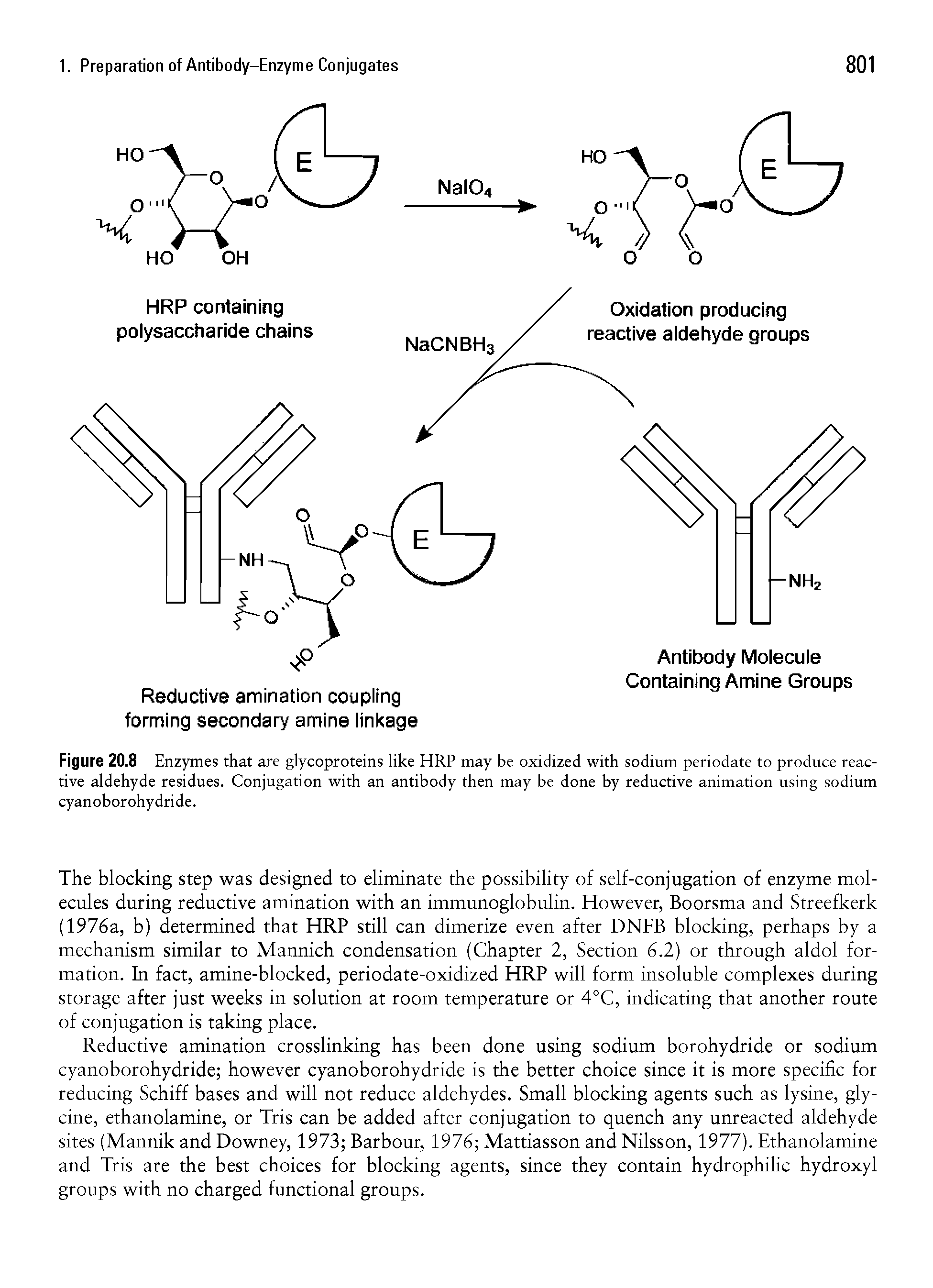 Figure 20.8 Enzymes that are glycoproteins like HRP may be oxidized with sodium periodate to produce reactive aldehyde residues. Conjugation with an antibody then may be done by reductive animation using sodium cyanoborohydride.