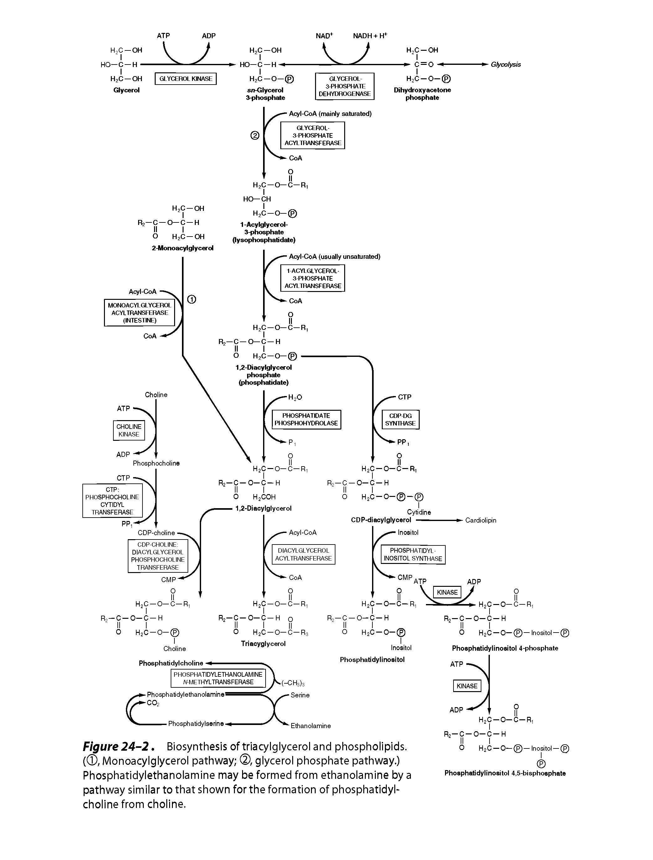 Figure 24-2. Biosynthesis of triaq/lglycerol and phospholipids. ( , Monoacylglycerol pathway (D, glycerol phosphate pathway.) Phosphatidylethanolamine may be formed from ethanolamine by a pathway similar to that shown for the formation of phosphatidylcholine from choline.