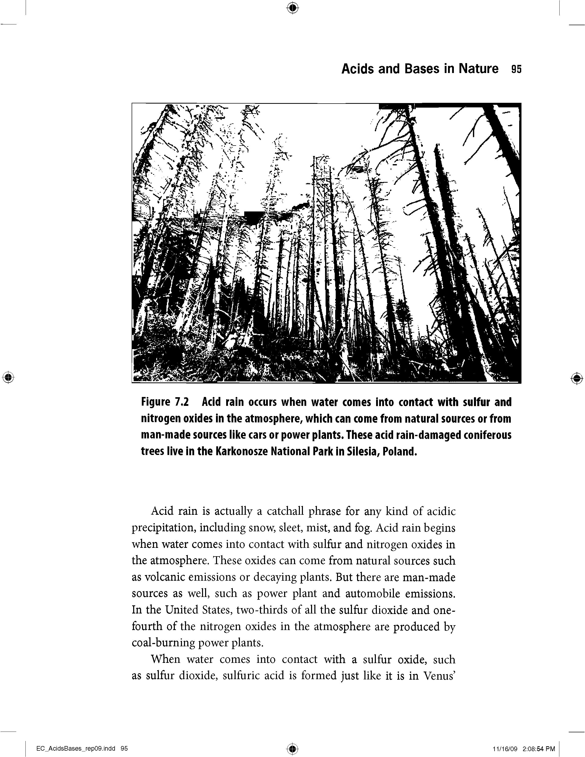 Figure 7.2 Acid rain occurs when water comes into contact with sulfur and nitrogen oxides in the atmosphere, which can come from natural sources or from man-made sources like cars or power plants. These acid rain-damaged coniferous trees live in the Karkonosze National Park in Silesia, Poland.