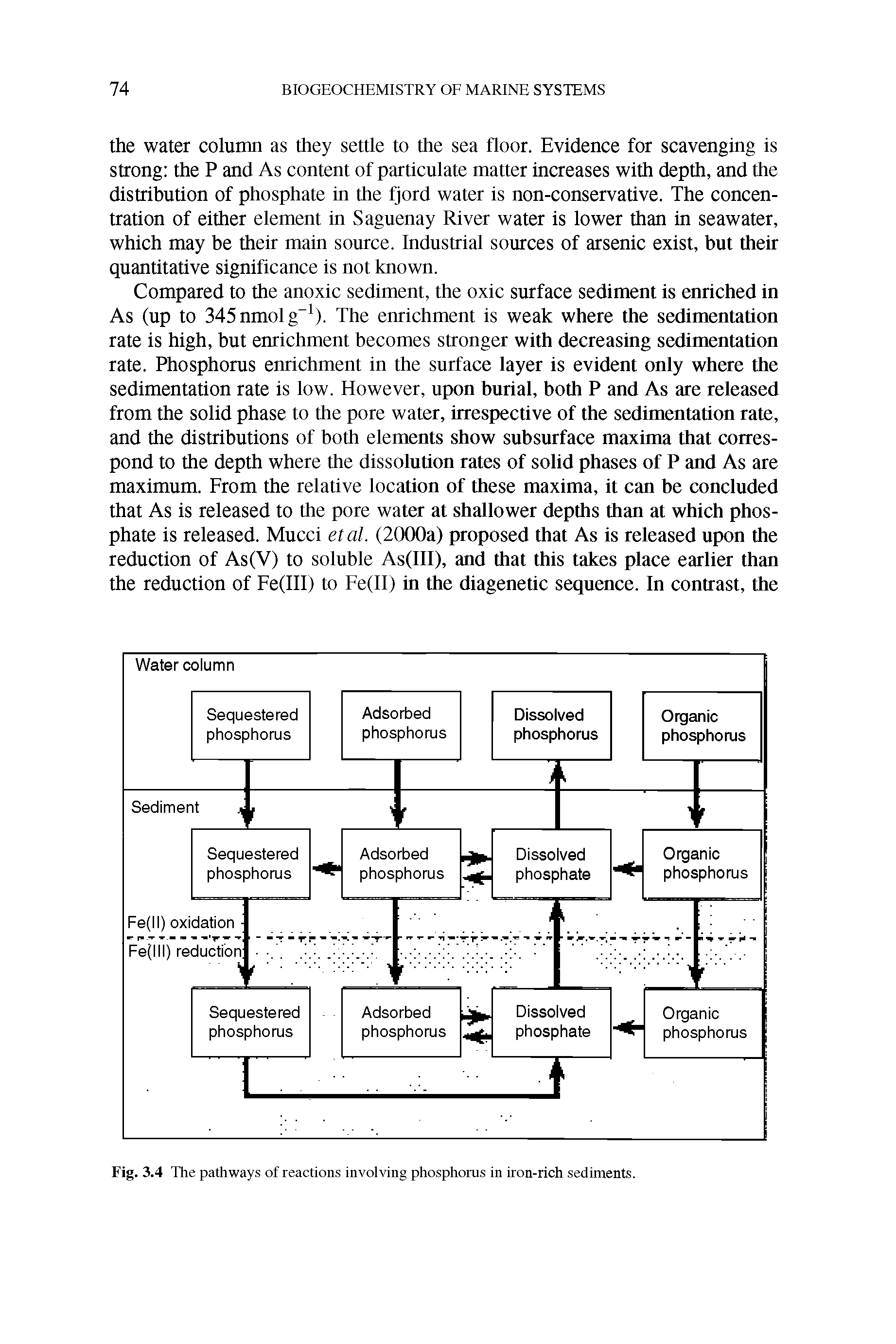 Fig. 3.4 The pathways of reactions involving phosphorus in iron-rich sediments.