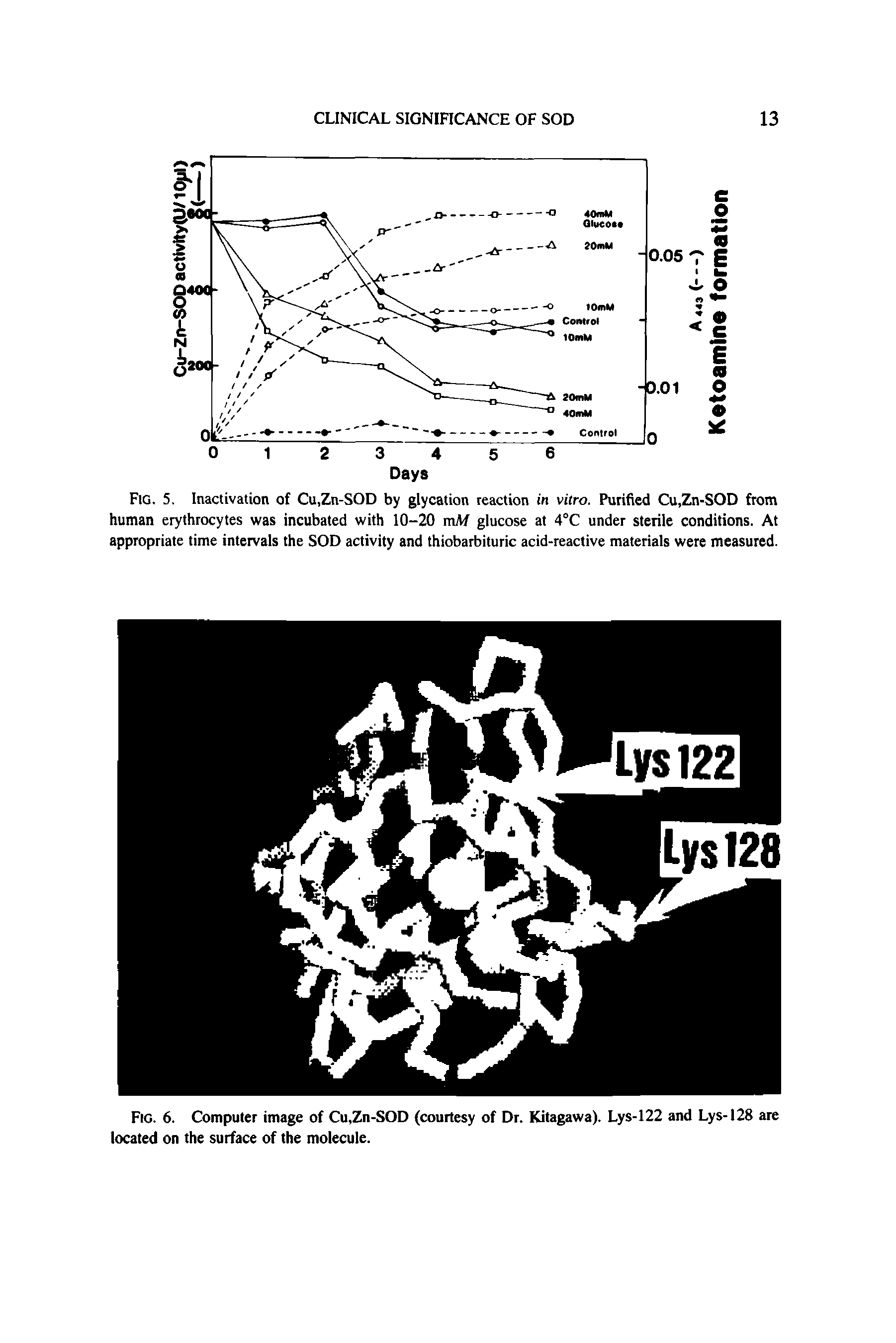 Fig. 5. Inactivation of Cu,Zn-SOD by glycation reaction in vitro. Purified Cu,Zn-SOD from human erythrocytes was incubated with 10-20 mAf glucose at 4°C under sterile conditions. At appropriate time intervals the SOD activity and thiobarbituric acid-reactive materials were measured.