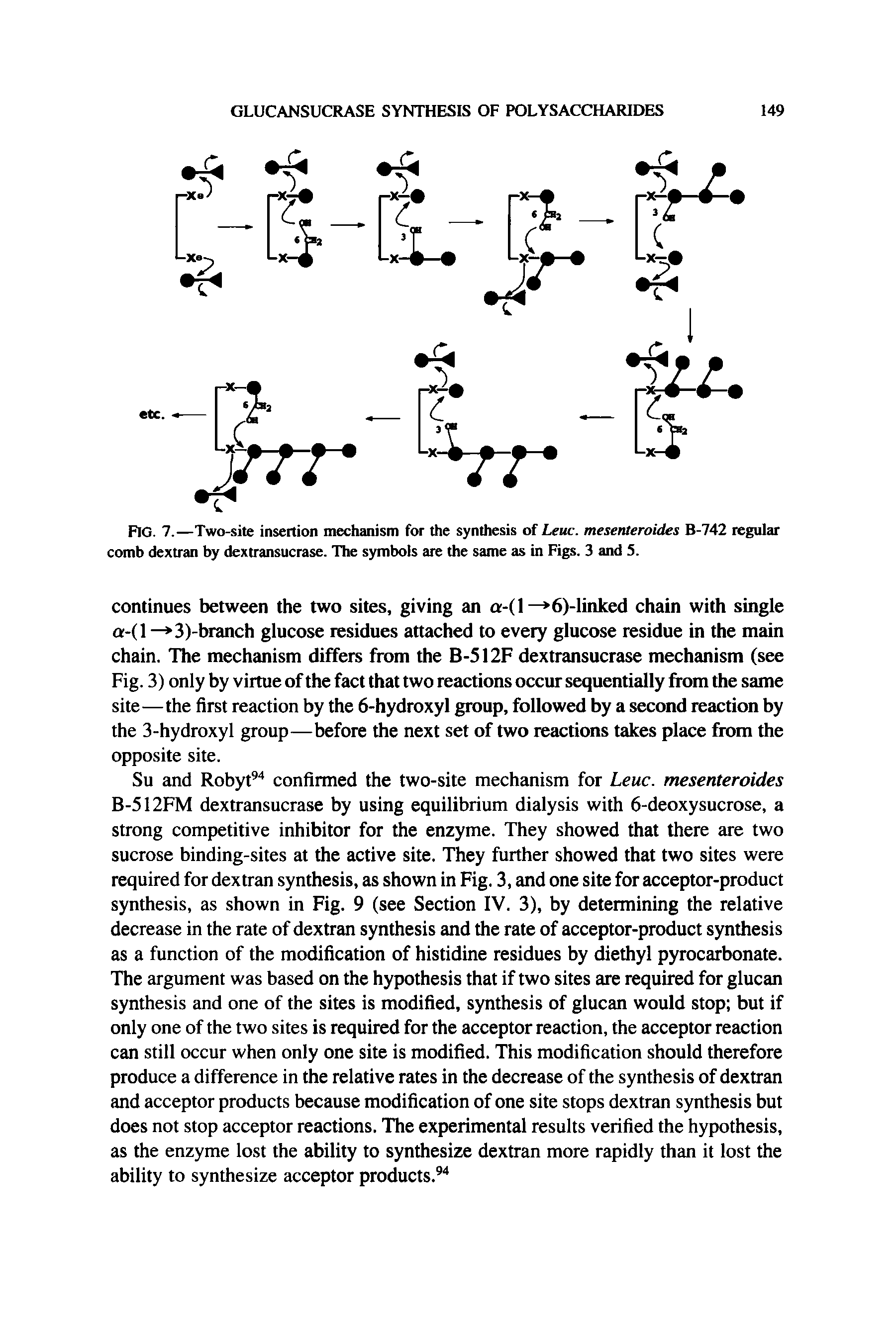 Fig. 7.—Two-site insertion mechanism for the synthesis of Leuc. mesenteroides B-742 regular comb dextran by dextransucrase. The symbols are the same as in Figs. 3 and 5.