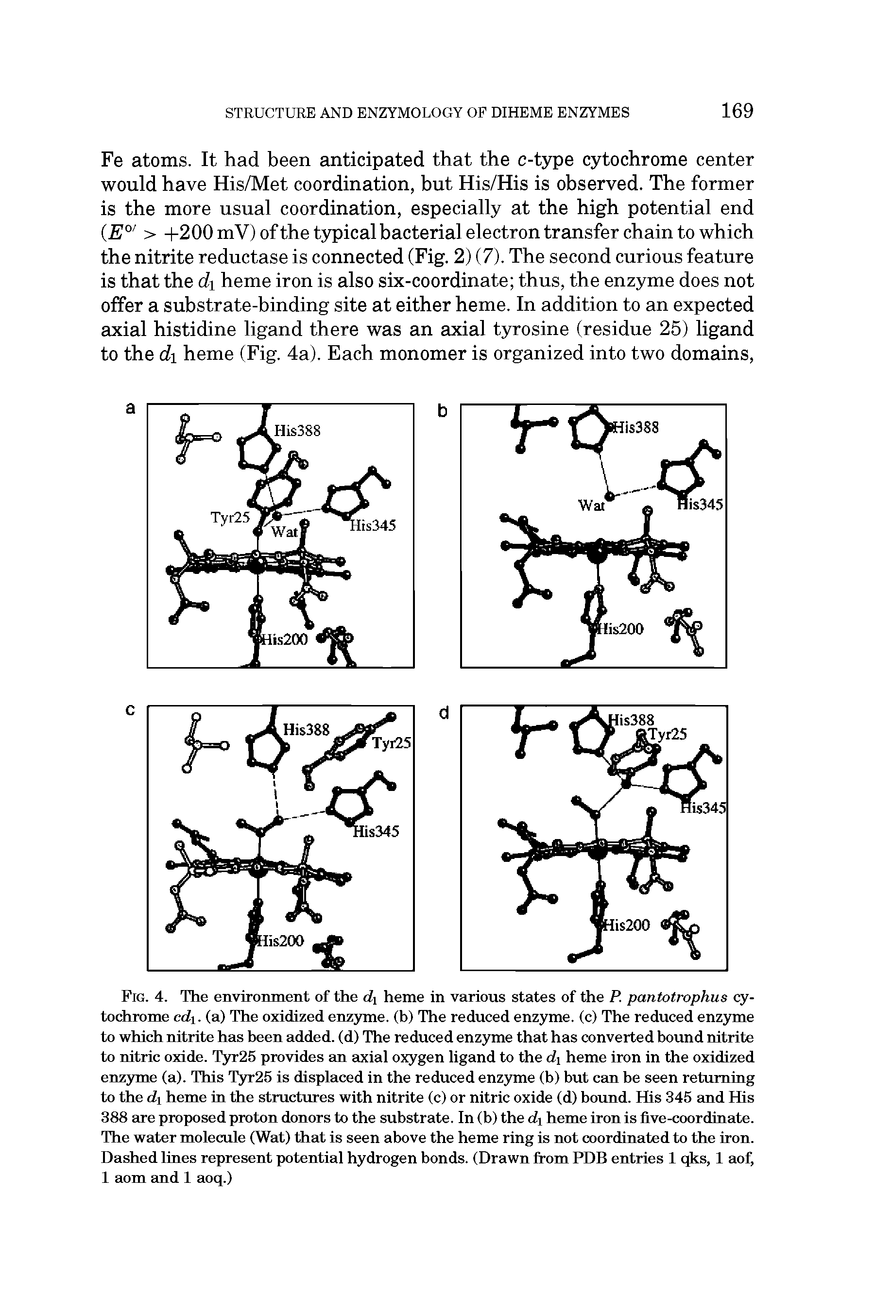 Fig. 4. The enviromnent of the di heme in various states of the P. pantotrophus cytochrome cdi. (a) The oxidized enz3rme. (b) The reduced enzyme, (c) The reduced enzyme to which nitrite has been added, (d) The reduced enzyme that has converted bound nitrite to nitric oxide. T3rr25 provides an axial oxygen ligand to the di heme iron in the oxidized enz3rme (a). This T3rr25 is displaced in the reduced enzyme (b) but can be seen returning to the di heme in the structures with nitrite (c) or nitric oxide (d) bound. His 345 and His 388 are proposed proton donors to the substrate. In (b) the di heme iron is five-coordinate. The water molecule (Wat) that is seen above the heme ring is not coordinated to the iron. Dashed lines represent potential hydrogen bonds. (Drawn from PDB entries 1 qks, 1 aof, 1 aom and 1 aoq.)...