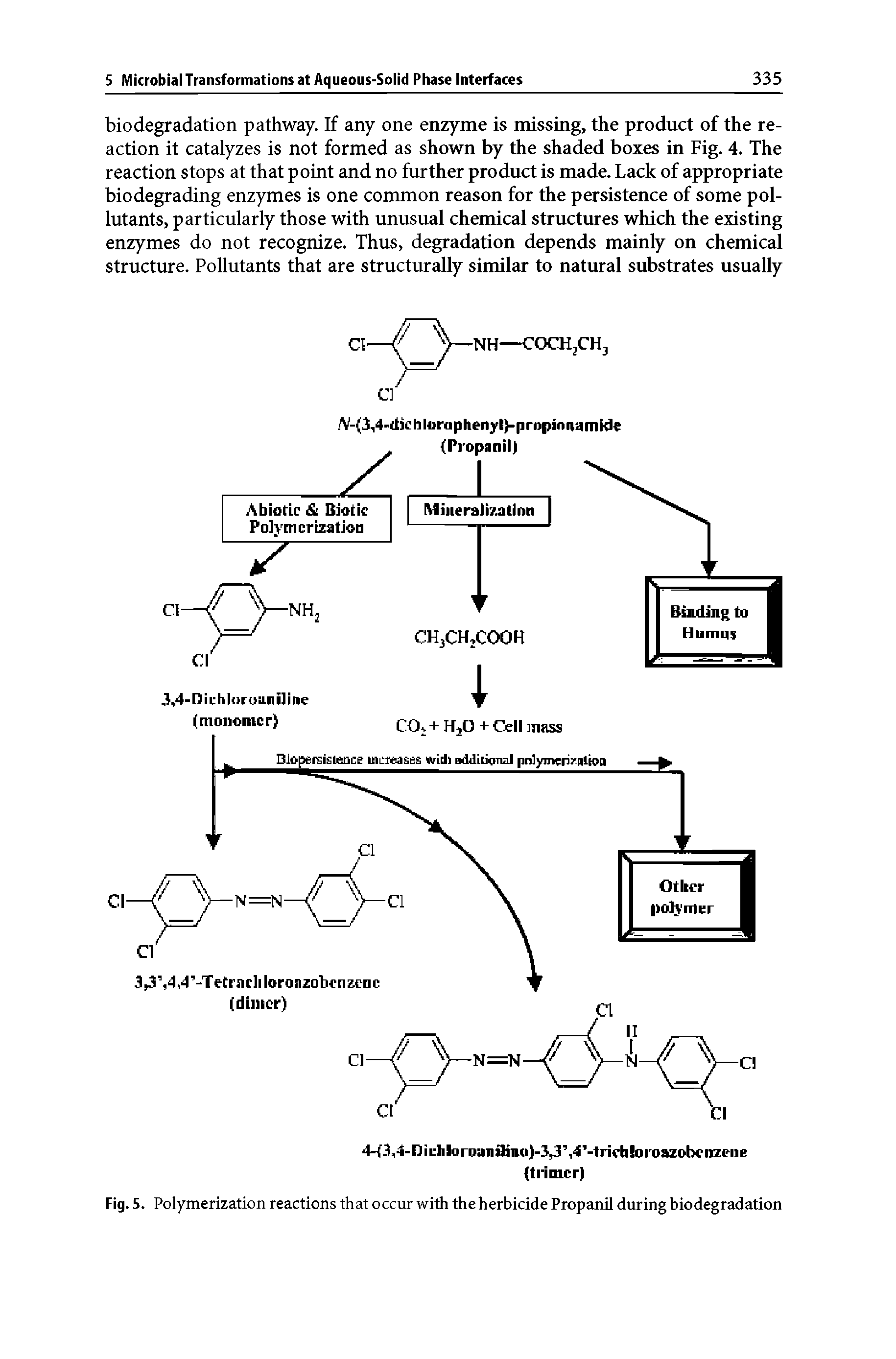 Fig. 5. Polymerization reactions that occur with the herbicide Propanil during biodegradation...