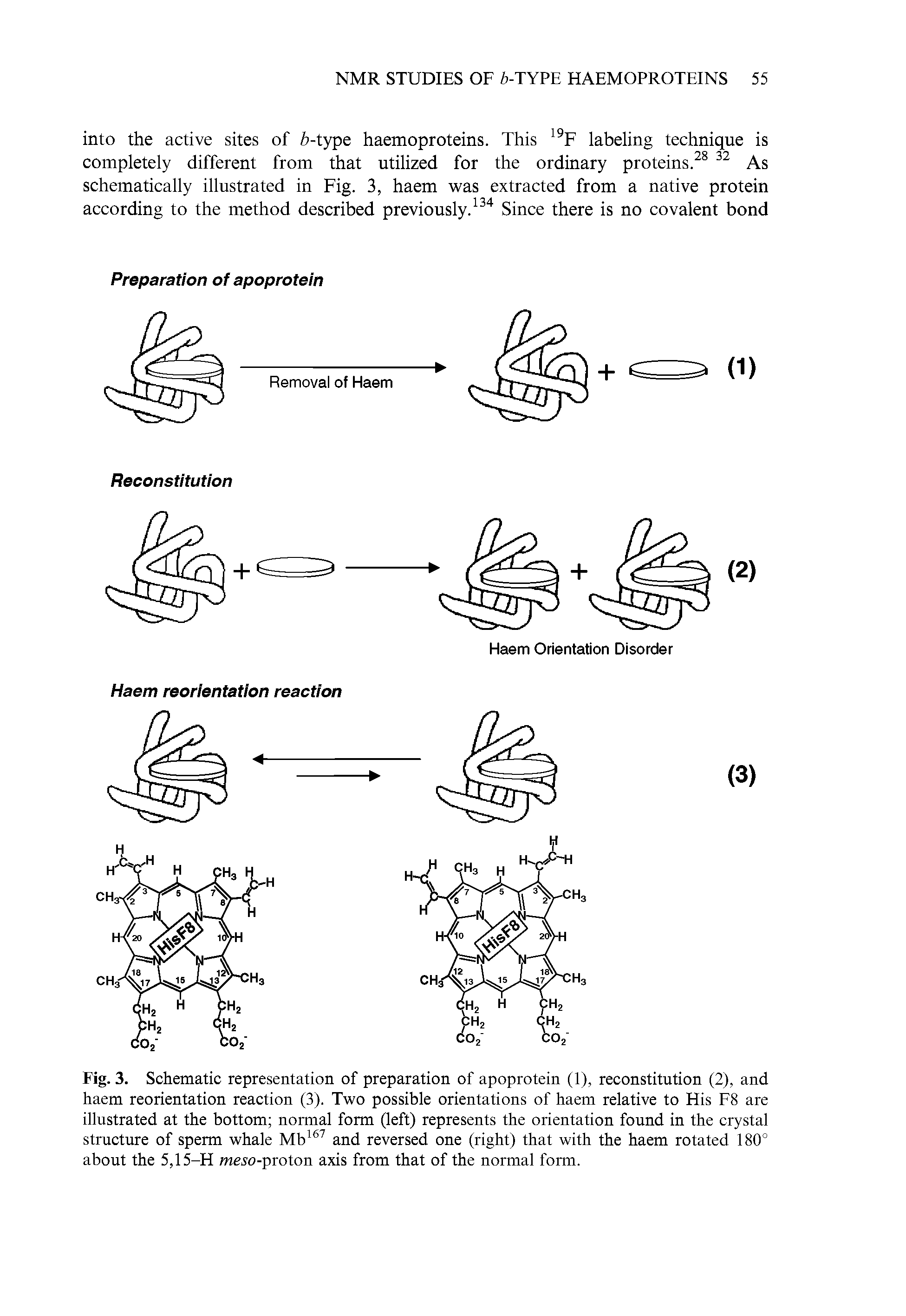 Fig. 3. Schematic representation of preparation of apoprotein (1), reconstitution (2), and haem reorientation reaction (3). Two possible orientations of haem relative to His F8 are illustrated at the bottom normal form (left) represents the orientation found in the crystal structure of sperm whale Mb and reversed one (right) that with the haem rotated 180° about the 5,15-H me o-proton axis from that of the normal form.