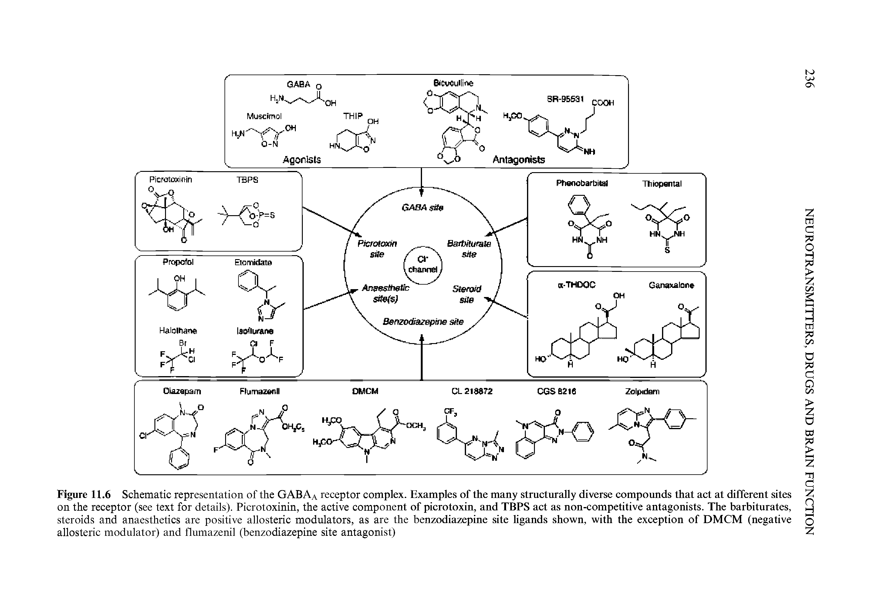 Figure 11.6 Schematic representation of the GABAa receptor complex. Examples of the many structurally diverse compounds that act at different sites on the receptor (see text for details). Picrotoxinin, the active component of picrotoxin, and TBPS act as non-competitive antagonists. The barbiturates, steroids and anaesthetics are positive allosteric modulators, as are the benzodiazepine site ligands shown, with the exception of DMCM (negative allosteric modulator) and flumazenil (benzodiazepine site antagonist)...