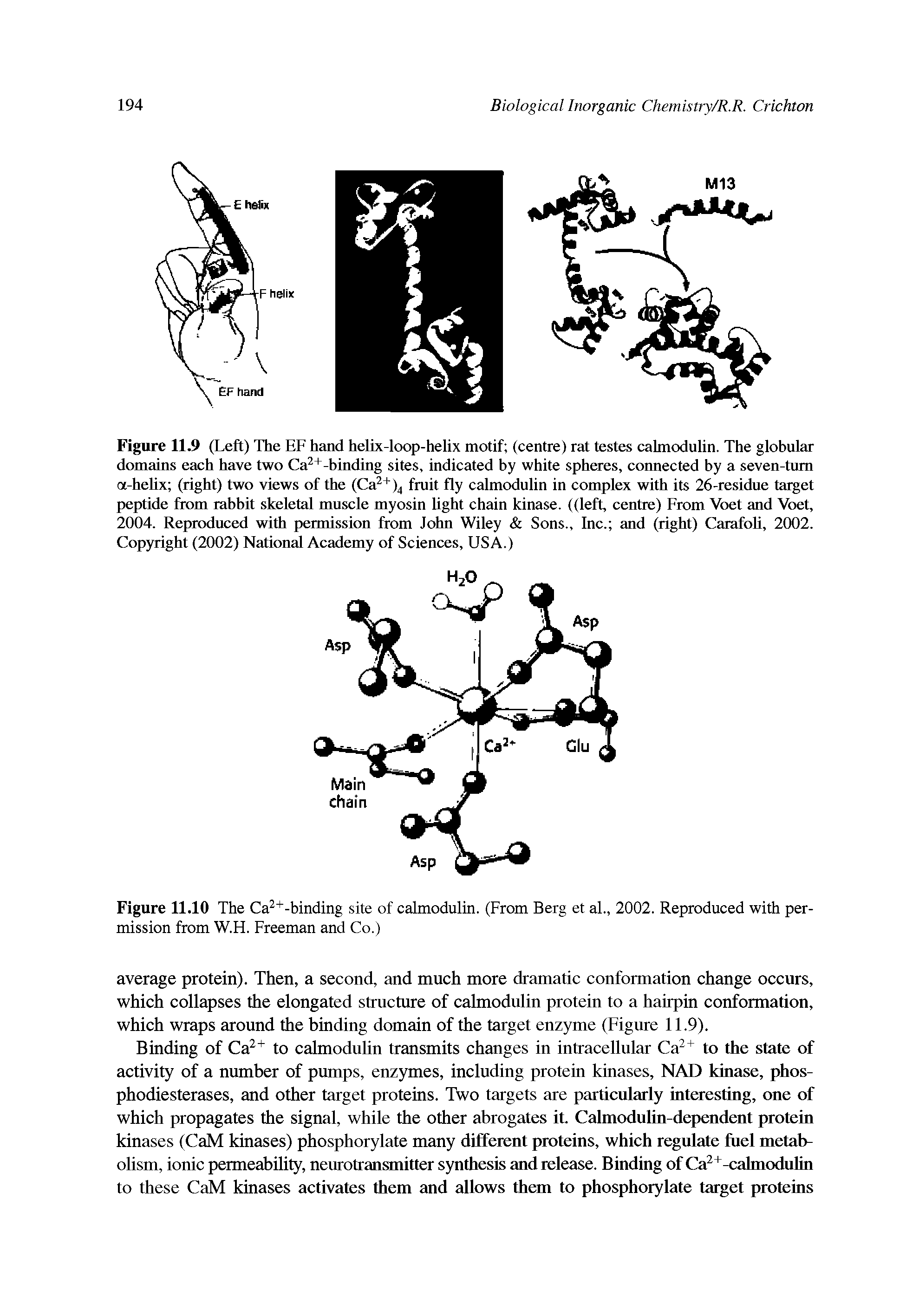 Figure 11.9 (Left) The EF hand helix-loop-helix motif (centre) rat testes calmodulin. The globular domains each have two Ca2+-binding sites, indicated by white spheres, connected by a seven-turn a-helix (right) two views of the (Ca2+)4 fruit fly calmodulin in complex with its 26-residue target peptide from rabbit skeletal muscle myosin light chain kinase, ((left, centre) From Voet and Voet, 2004. Reproduced with permission from John Wiley Sons., Inc. and (right) Carafoli, 2002. Copyright (2002) National Academy of Sciences, USA.)...