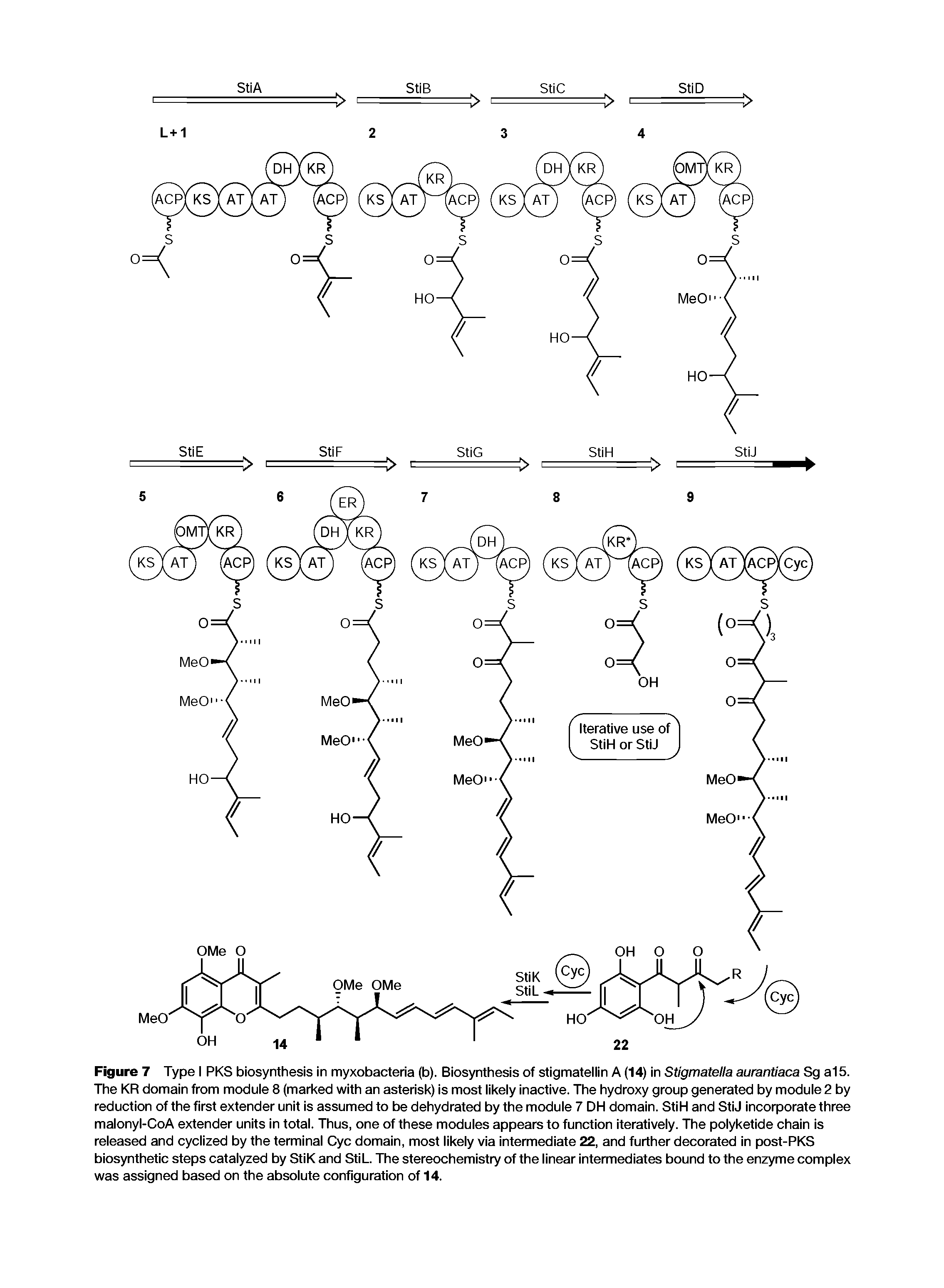 Figure 7 Type I PKS biosynthesis in myxobacteria (b). Biosynthesis of stigmatellin A (14) in Stigmatella aurantiaca Sg a15. The KR domain from module 8 (marked with an asterisk) is most likely inactive. The hydroxy group generated by module 2 by reduction of the first extender unit is assumed to be dehydrated by the module 7 DH domain. StiH and StiJ incorporate three malonyl-CoA extender units in total. Thus, one of these modules appears to function iteratively. The polyketide chain is released and cyclized by the terminal Cyc domain, most likely via intermediate 22, and further decorated in post-PKS biosynthetic steps catalyzed by StiK and StiL. The stereochemistry of the linear intermediates bound to the enzyme complex was assigned based on the absolute configuration of 14.