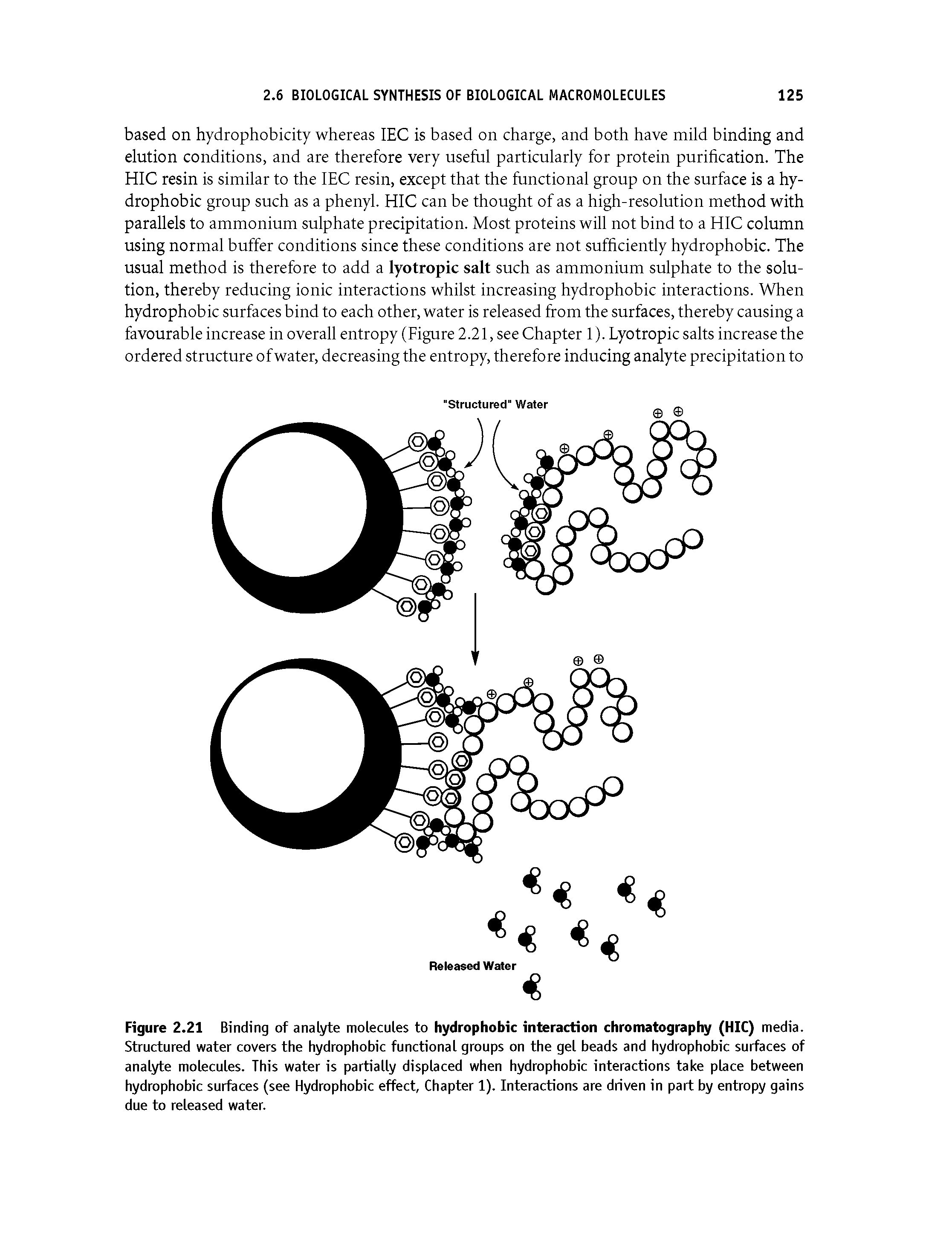 Figure 2.21 Binding of analyte molecules to hydrophobic interaction chromatography (HIC) media. Structured water covers the hydrophobic functional groups on the gel beads and hydrophobic surfaces of analyte molecules. This water is partially displaced when hydrophobic interactions take place between hydrophobic surfaces (see Hydrophobic effect, Chapter 1). Interactions are driven in part by entropy gains due to released water.