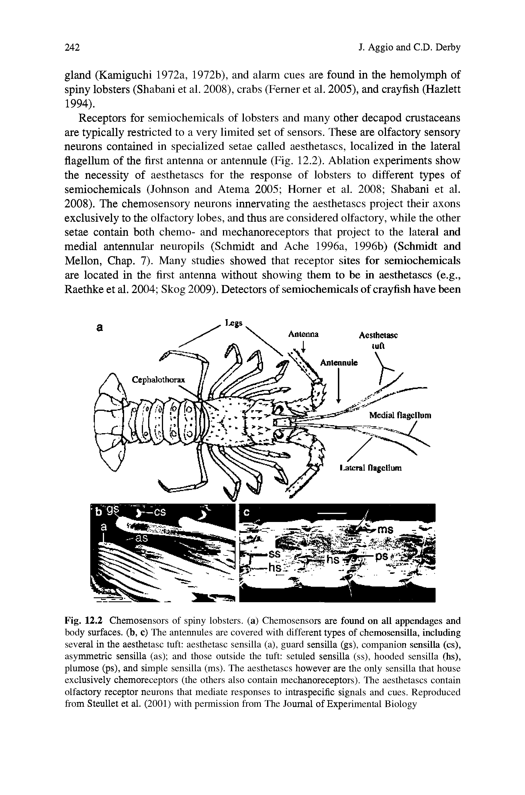 Fig. 12.2 Chemosensors of spiny lobsters, (a) Chemosensors are found on all appendages and body surfaces, (b, c) The antennules are covered with different types of chemosensilla, including several in the aesthetasc tuft aesthetasc sensilla (a), guard sensilla (gs), companion sensilla (cs), asymmetric sensilla (as) and those outside the tuft setuled sensilla (ss), hooded sensilla (hs), plumose (ps), and simple sensilla (ms). The aesthetascs however are the only sensilla that house exclusively chemoreceptors (the others also contain mechanoreceptors). The aesthetascs contain olfactory receptor neurons that mediate responses to intraspecific signals and cues. Reproduced from Steullet et al. (2001) with permission from The Journal of Experimental Biology...