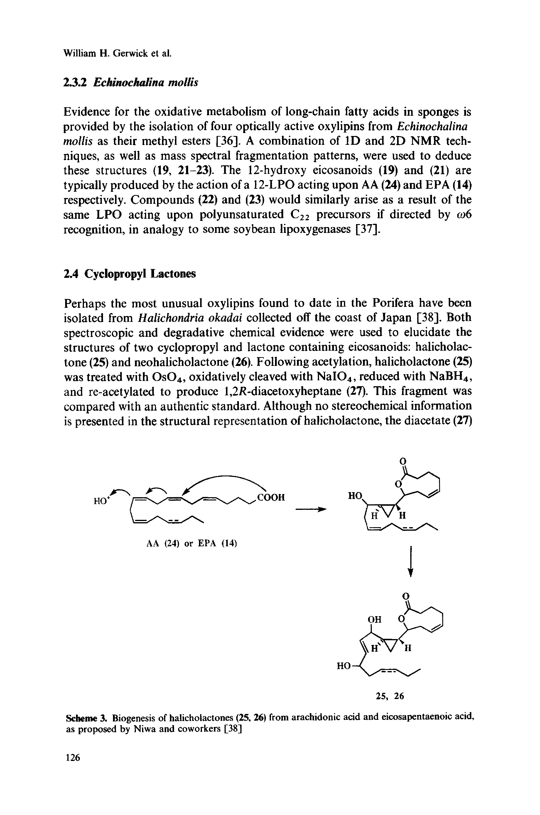Scheme 3. Biogenesis of halicholactones (25, 26) from arachidonic acid and eicosapentaenoic acid, as proposed by Niwa and coworkers [38]...