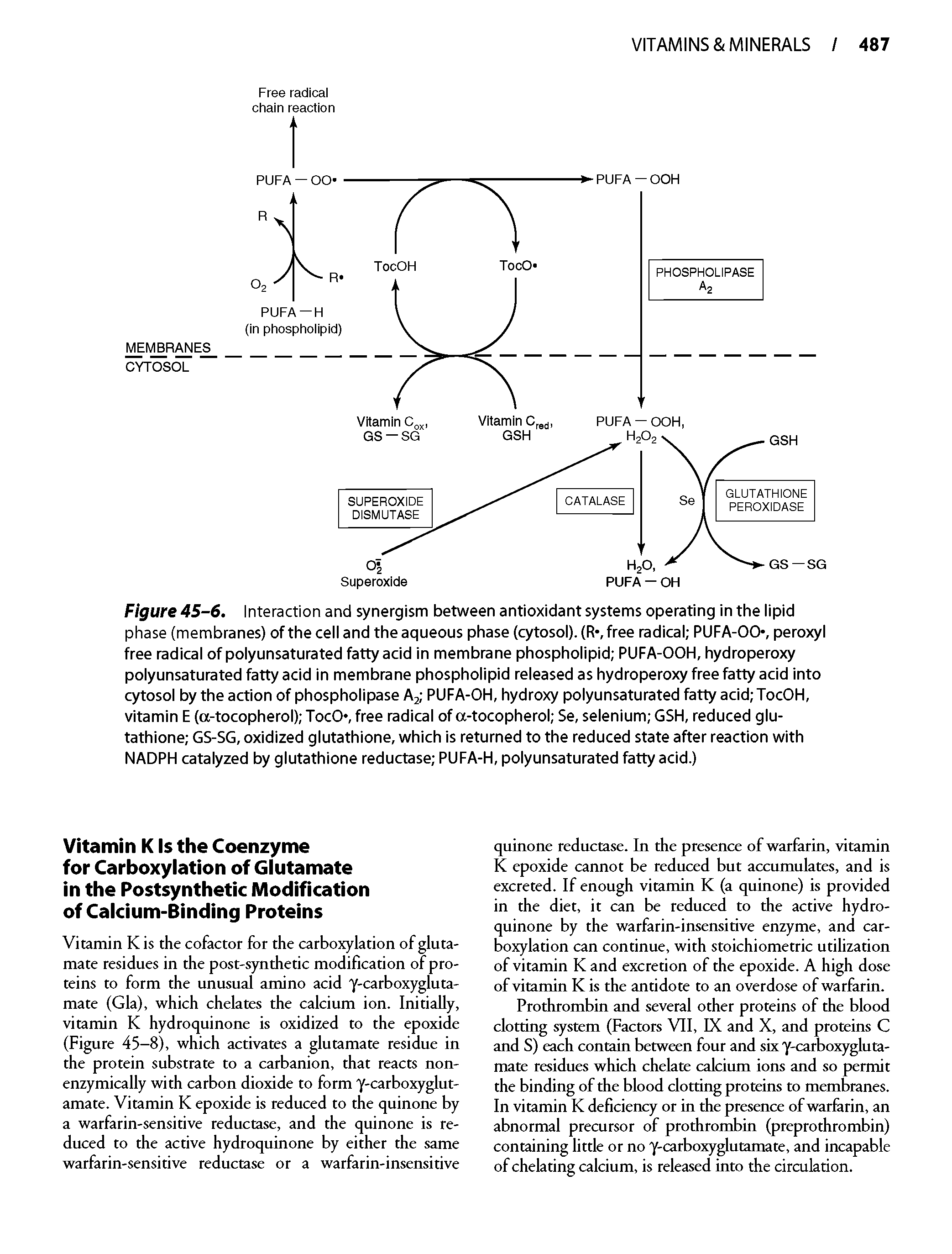 Figure 45-6. Interaction and synergism between antioxidant systems operating in the lipid phase (membranes) of the cell and the aqueous phase (cytosol). (R-,free radical PUFA-00-, peroxyl free radical of polyunsaturated fatty acid in membrane phospholipid PUFA-OOH, hydroperoxy polyunsaturated fatty acid in membrane phospholipid released as hydroperoxy free fatty acid into cytosol by the action of phospholipase Aj PUFA-OH, hydroxy polyunsaturated fatty acid TocOH, vitamin E (a-tocopherol) TocO, free radical of a-tocopherol Se, selenium GSH, reduced glutathione GS-SG, oxidized glutathione, which is returned to the reduced state after reaction with NADPH catalyzed by glutathione reductase PUFA-H, polyunsaturated fatty acid.)...