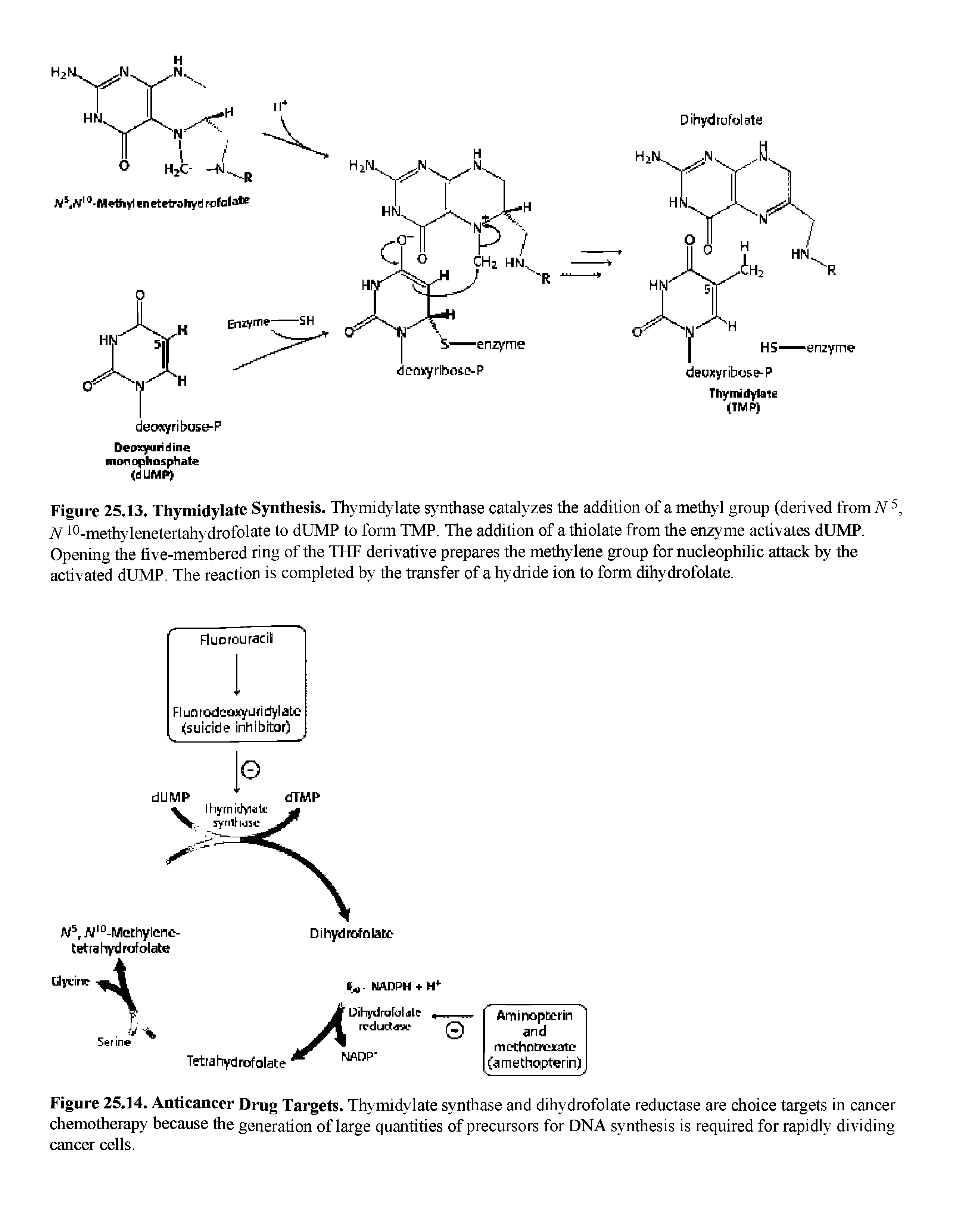 Figure 25.13. Thymidylale Synthesis. Thymidylate synthase catalyzes the addition of a methyl group (derived from TV 5 N 10-methylenetertahydrofolate to dUMP to form TMP. The addition of a thiolate from the enzyme activates dUMP. Opening the five-membered ring of the THF derivative prepares the methylene group for nucleophilic attack by the activated dUMP. The reaction is completed by the transfer of a hydride ion to form dihydrofolate.