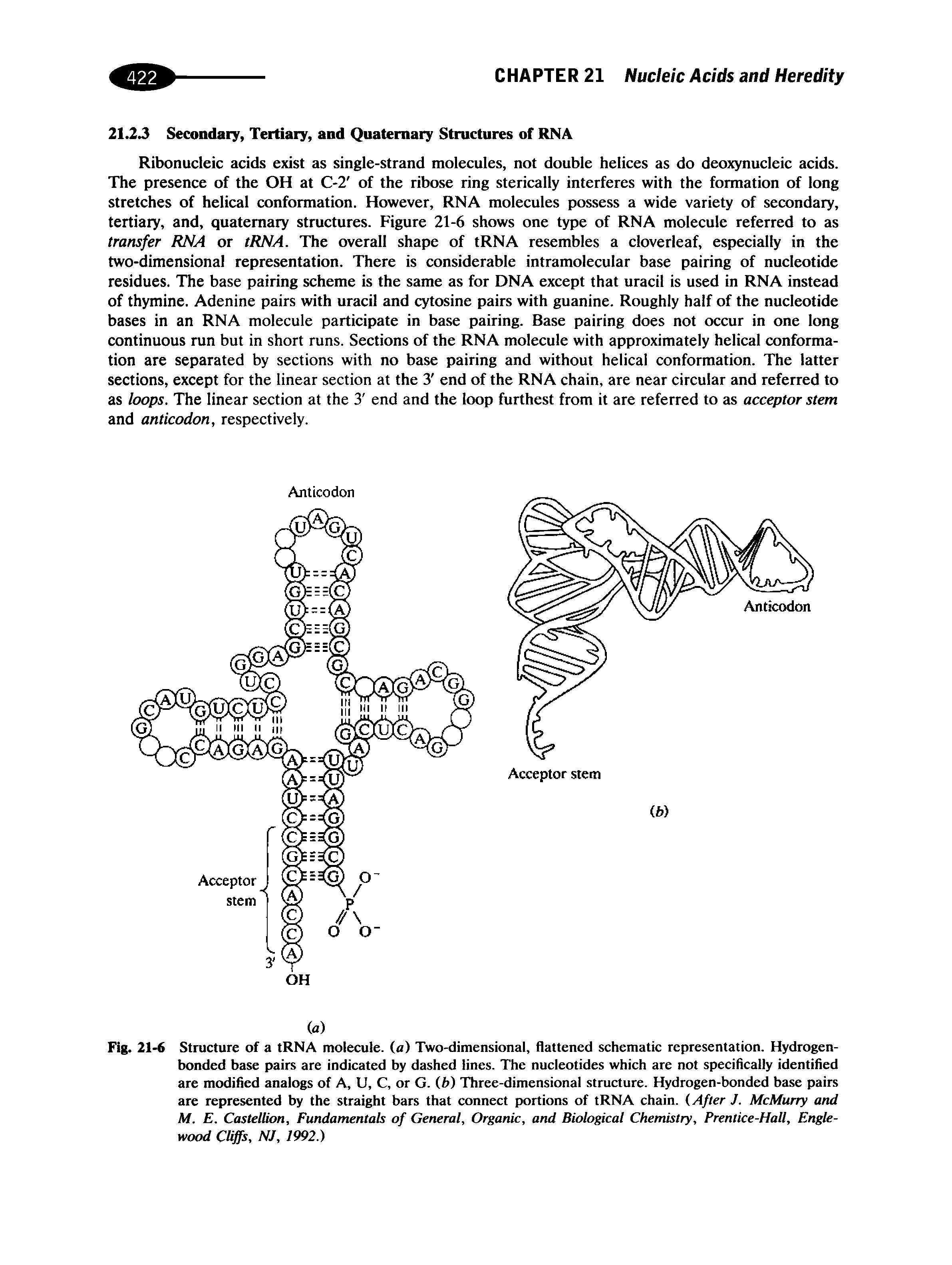Fig. 21-6 Structure of a tRNA molecule, (a) Two-dimensional, flattened schematic representation. Hydrogen-bonded base pairs are indicated by dashed lines. The nucleotides which are not specifically identified are modified analogs of A, U, C, or G. (b) Three-dimensional structure. Hydrogen-bonded base pairs are represented by the straight bars that connect portions of tRNA chain. (After J. McMurry and M. E. CastelUon, Fundamentals of General, Organic, and Biological Chemistry, Prentice-Hall, Englewood Cliffs, NJ, 1992.)...