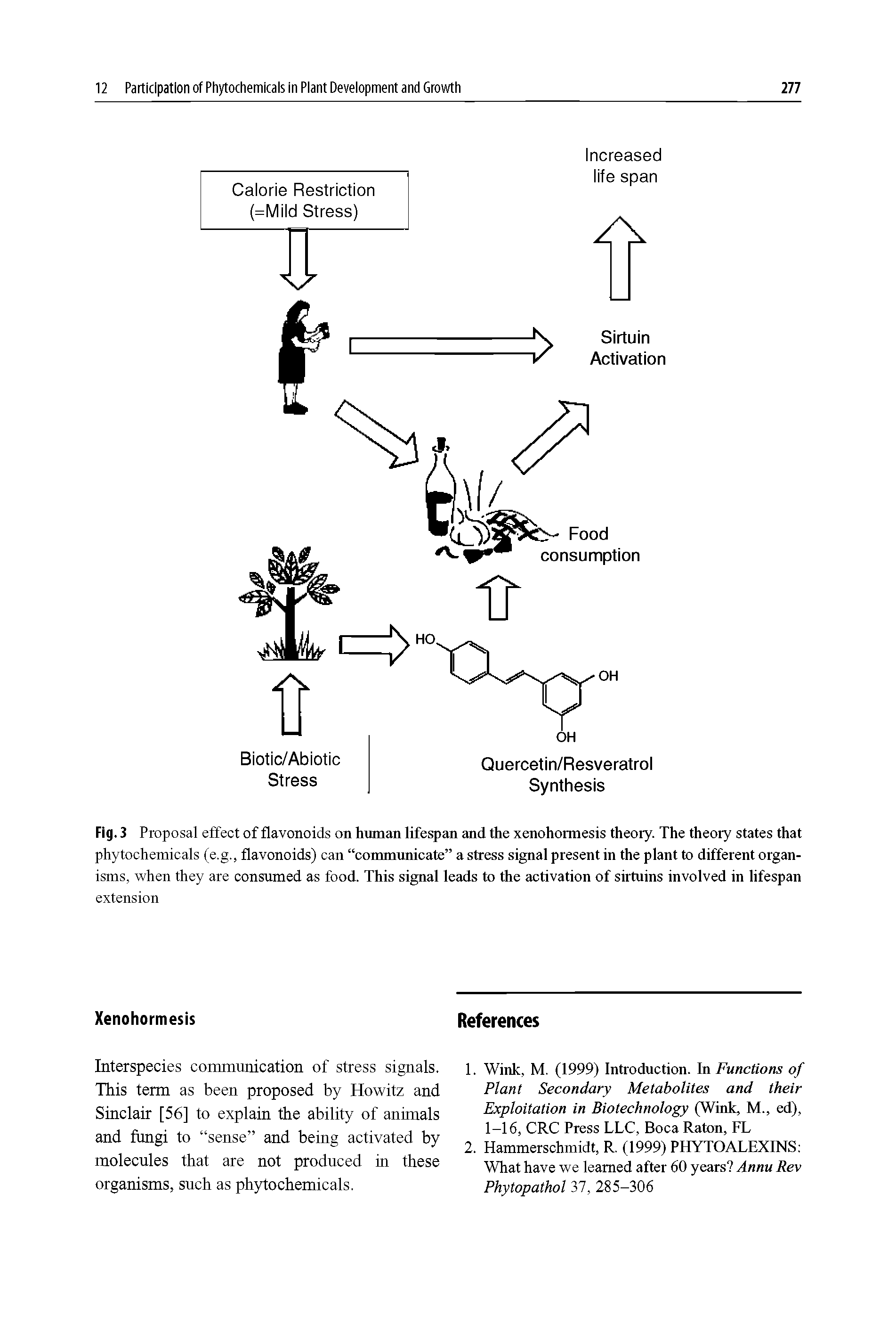 Fig. 3 Proposal effect of flavonoids on human lifespan and the xenohormesis theory. The theory states that phytochemicals (e.g., flavonoids) can communicate a stress signal present in the plant to different organisms, when they are consumed as foocL This signal leads to the activation of sirtuins involved in lifespan...