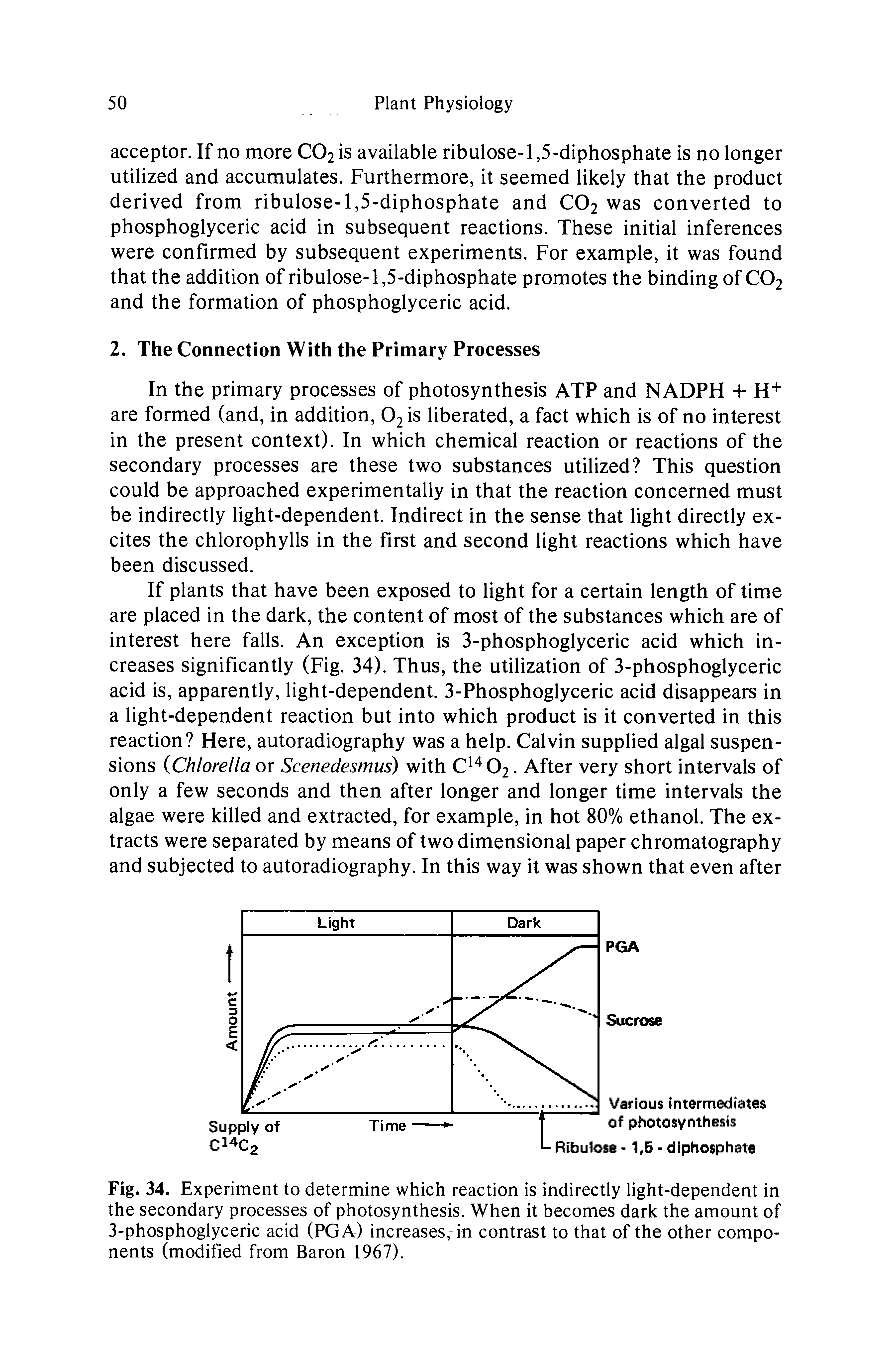 Fig. 34. Experiment to determine which reaction is indirectly light-dependent in the secondary processes of photosynthesis. When it becomes dark the amount of 3-phosphoglyceric acid (PGA) increases, in contrast to that of the other components (modified from Baron 1967).