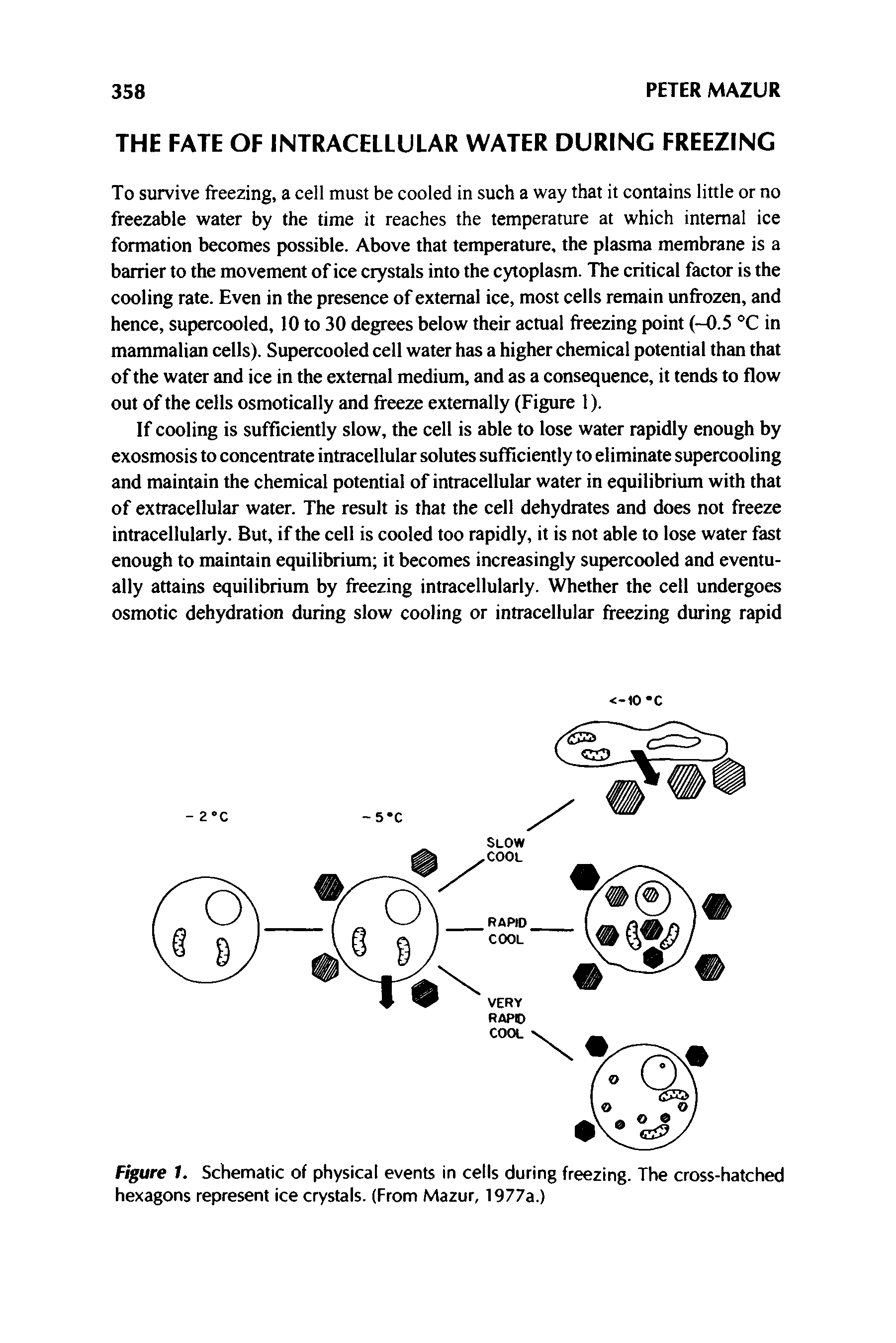 Figure 1. Schematic of physical events in cells during freezing. The cross-hatched hexagons represent ice crystals. (From Mazur, 1977a.)...