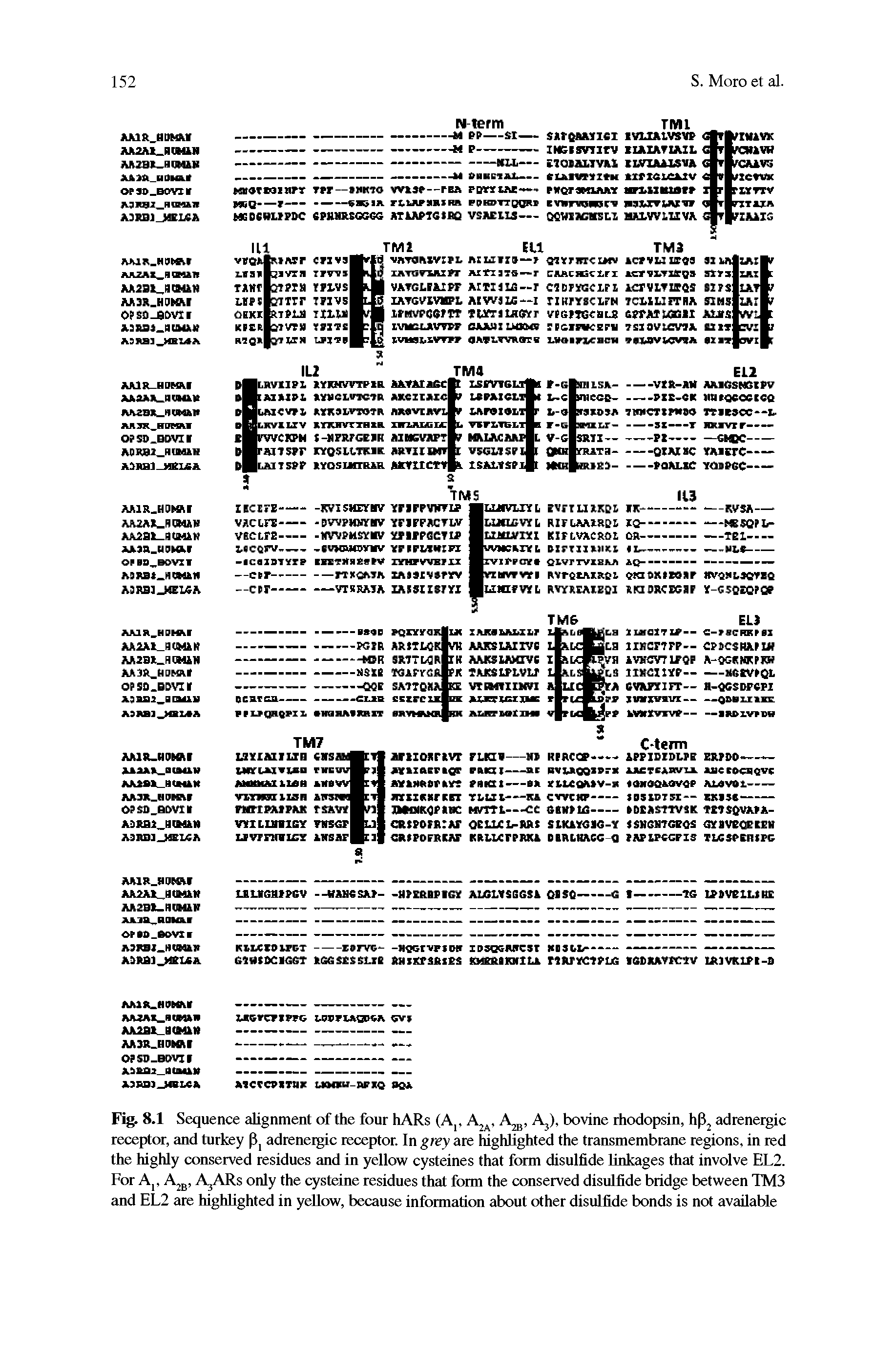 Fig. 8.1 Sequence alignment of the four hARs (A, A2a, A, A3), bovine rhodopsin, hp2 adrenergic receptor, and turkey pj adrenergic receptor. In grey are highlighted the transmembrane regions, in red the highly conserved residues and in yellow cysteines that form disulfide linkages that involve EL2. For Ar A2B, AjARs only the cysteine residues that form the conserved disulfide bridge between TM3 and EL2 are highlighted in yellow, because information about other disulfide bonds is not available...