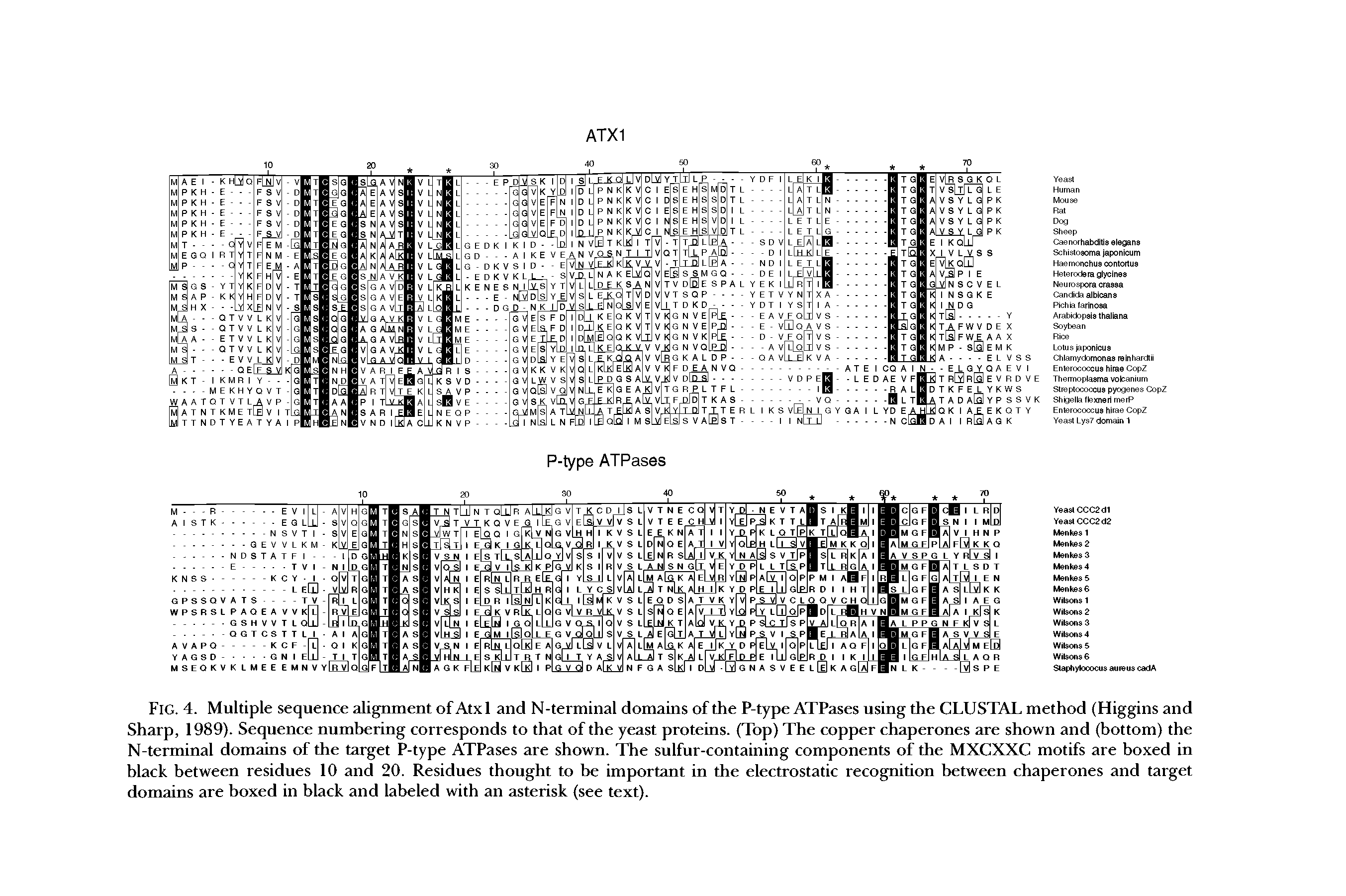 Fig. 4. Multiple sequence alignment of Atx 1 and N-terminal domains of the P-type ATPases using the CLUSTAL method (Higgins and Sharp, 1989). Sequence numbering corresponds to that of the yeast proteins. (Top) The copper chaperones are shown and (bottom) the N-terminal domains of the target P-type ATPases are shown. The sulfur-containing components of the MXCXXC motifs are boxed in black between residues 10 and 20. Residues thought to be important in the electrostatic recognition between chaperones and target domains are boxed in black and labeled with an asterisk (see text).