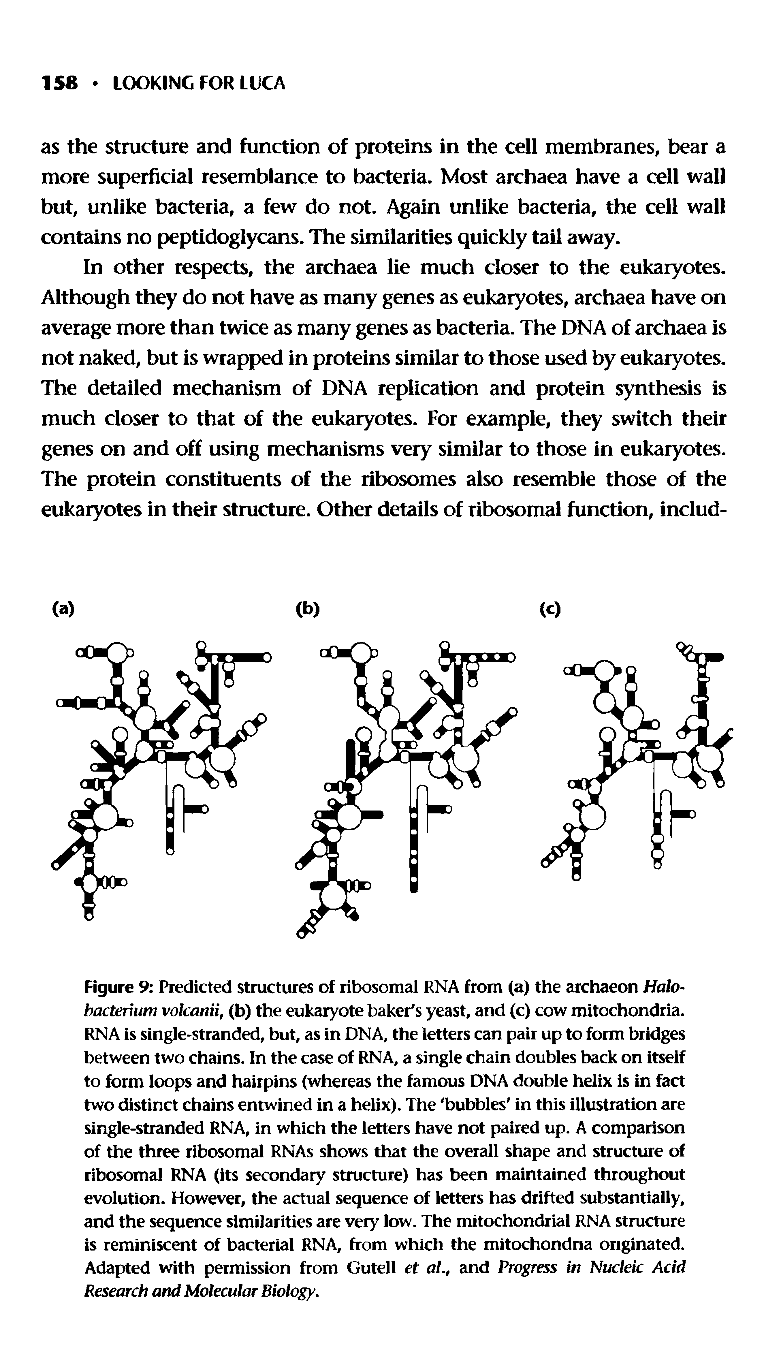 Figure 9 Predicted structures of ribosomal RNA from (a) the archaeon Halo-bacterium volcanii, (b) the eukaryote baker s yeast, and (c) cow mitochondria. RNA is single-stranded, but, as in DNA, the letters can pair up to form bridges between two chains. In the case of RNA, a single chain doubles back on itself to form loops and hairpins (whereas the famous DNA double helix is in fact two distinct chains entwined in a helix). The bubbles in this illustration are single-stranded RNA, in which the letters have not paired up. A comparison of the three ribosomal RNAs shows that the overall shape and structure of ribosomal RNA (its secondary structure) has been maintained throughout evolution. However, the actual sequence of letters has drifted substantially, and the sequence similarities are very low. The mitochondrial RNA structure is reminiscent of bacterial RNA, from which the mitochondria originated. Adapted with permission from Gutell et al.t and Progress in Nucleic Acid Research and Molecular Biology.