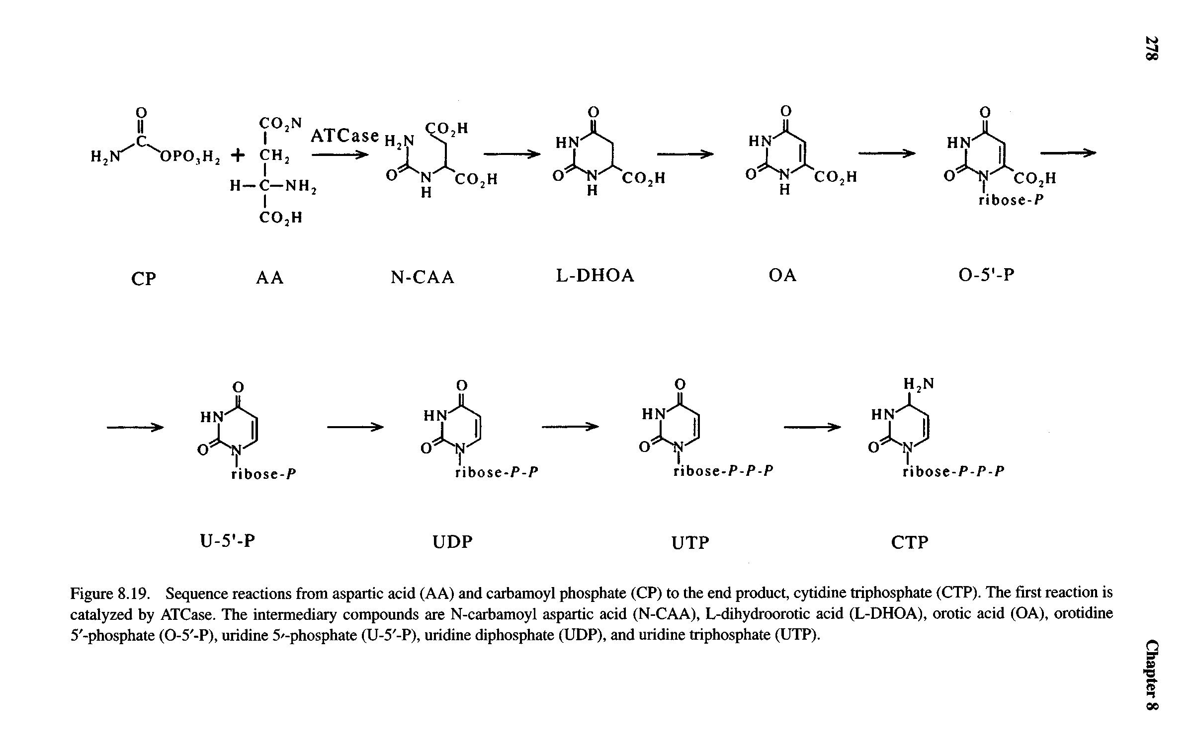 Figure 8.19. Sequence reactions from aspartic acid (AA) and carbamoyl phosphate (CP) to the end product, cytidine triphosphate (CTP). The first reaction is catalyzed by ATCase. The intermediary compounds are N-carbamoyl aspartic acid (N-CAA), L-dihydroorotic acid (L-DHOA), orotic acid (OA), orotidine 5 -phosphate (0-5 -P), uridine 5 -phosphate (U-5 -P), uridine diphosphate (UDP), and uridine triphosphate (UTP).