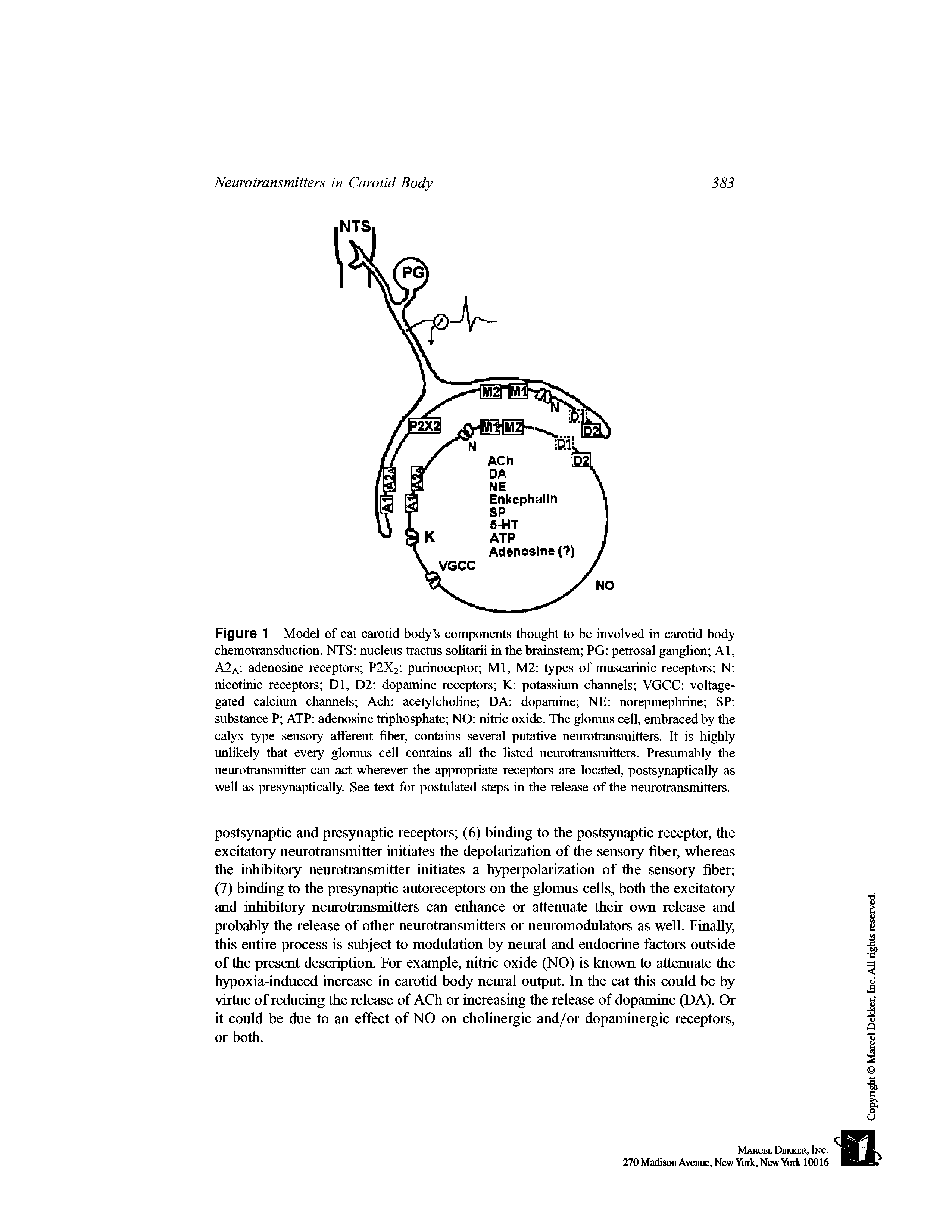Figure 1 Model of cat carotid body s components thought to he involved in carotid body chemotransduction. NTS nucleus tractus solitarii in the hrainstem PG petrosal ganglion Al, A2a adenosine receptors P2X2 purinoceptor Ml, M2 types of muscarinic receptors N nicotinic receptors Dl, D2 dopamine receptors K potassium channels VGCC voltagegated calcium channels Ach acetylcholine DA dopamine NE norepinephrine SP substance P ATP adenosine triphosphate NO nitric oxide. The glomus cell, embraced by the calyx type sensory afferent fiber, contains several putative neurotransmitters. It is highly unlikely that every glomus cell contains all the listed neurotransmitters. Presumably the neurotransmitter can act wherever the appropriate receptors are located, postsynaptically as well as presynaptically. See text for postulated steps in the release of the neurotransmitters.