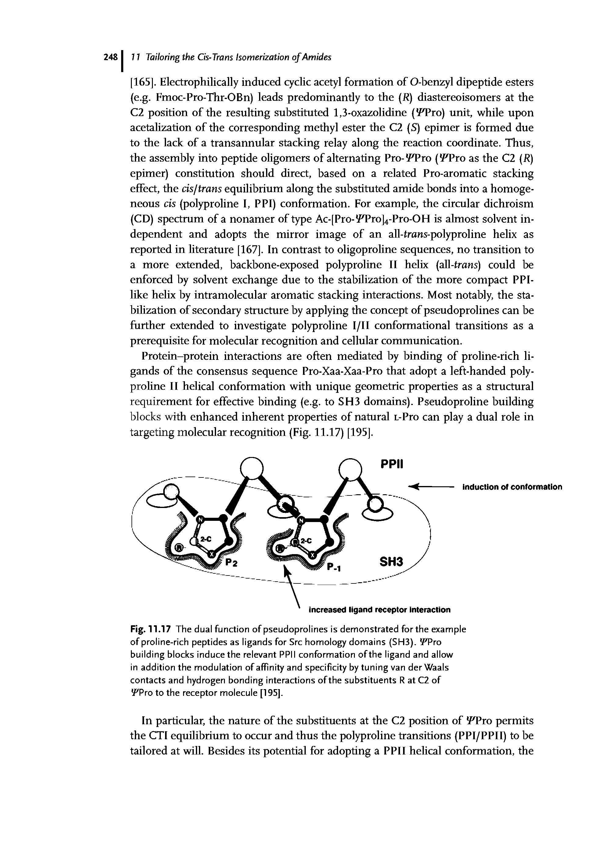 Fig. 11.17 The dual function of pseudoprolines is demonstrated for the example of proline-rich peptides as ligands for Src homology domains (SH3). Wro building blocks induce the relevant PPM conformation of the ligand and allow in addition the modulation of affinity and specificity by tuning van der Waals contacts and hydrogen bonding interactions of the substituents Rat C2 of YPro to the receptor molecule [195].