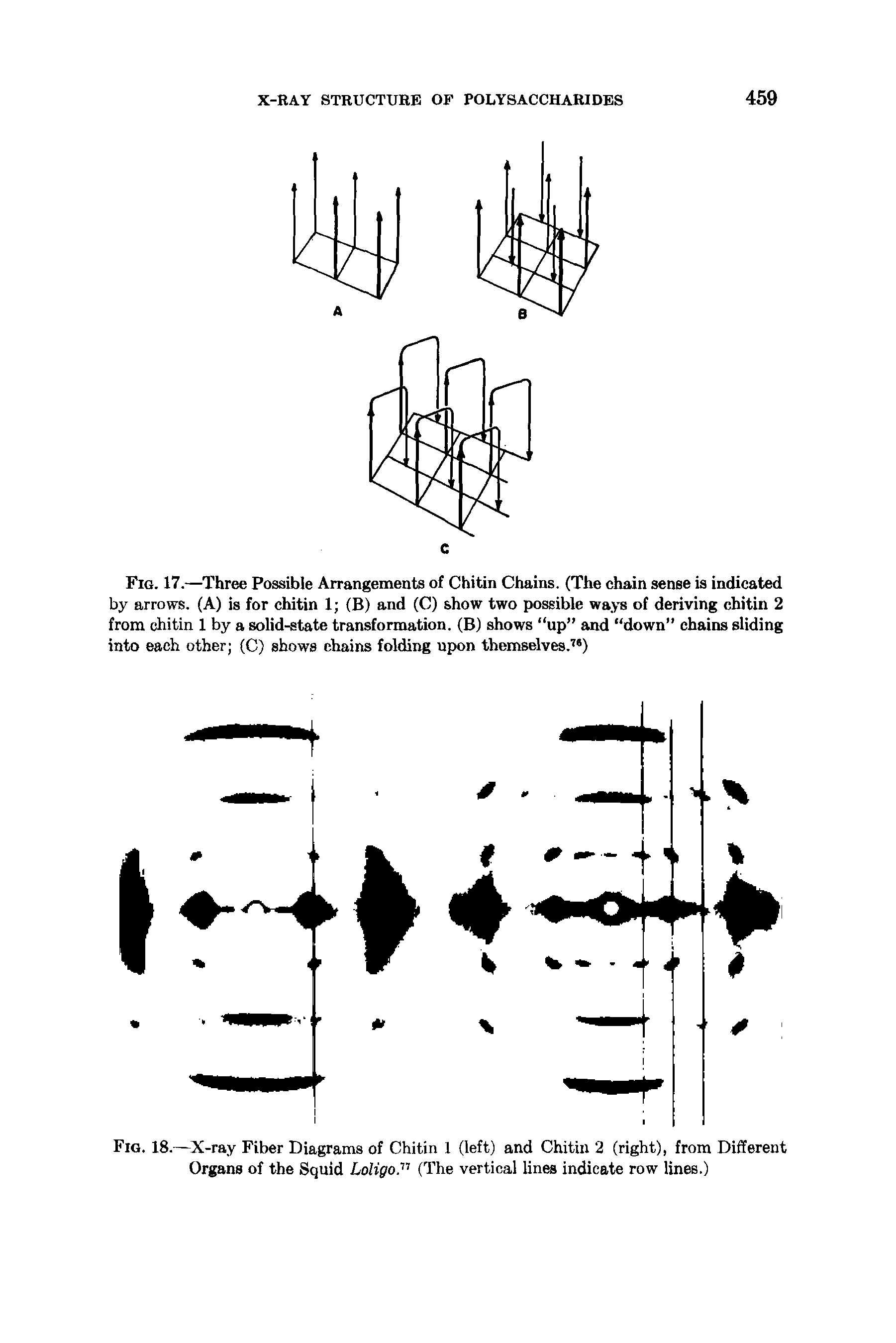 Fig. 17.—Three Possible Arrangements of Chitin Chains. (The chain sense is indicated by arrows. (A) is for chitin 1 (B) and (C) show two possible ways of deriving chitin 2 from chitin 1 by a solid-state transformation. (B) shows up and down chains sliding into each other (C) shows chains folding upon themselves. ")...