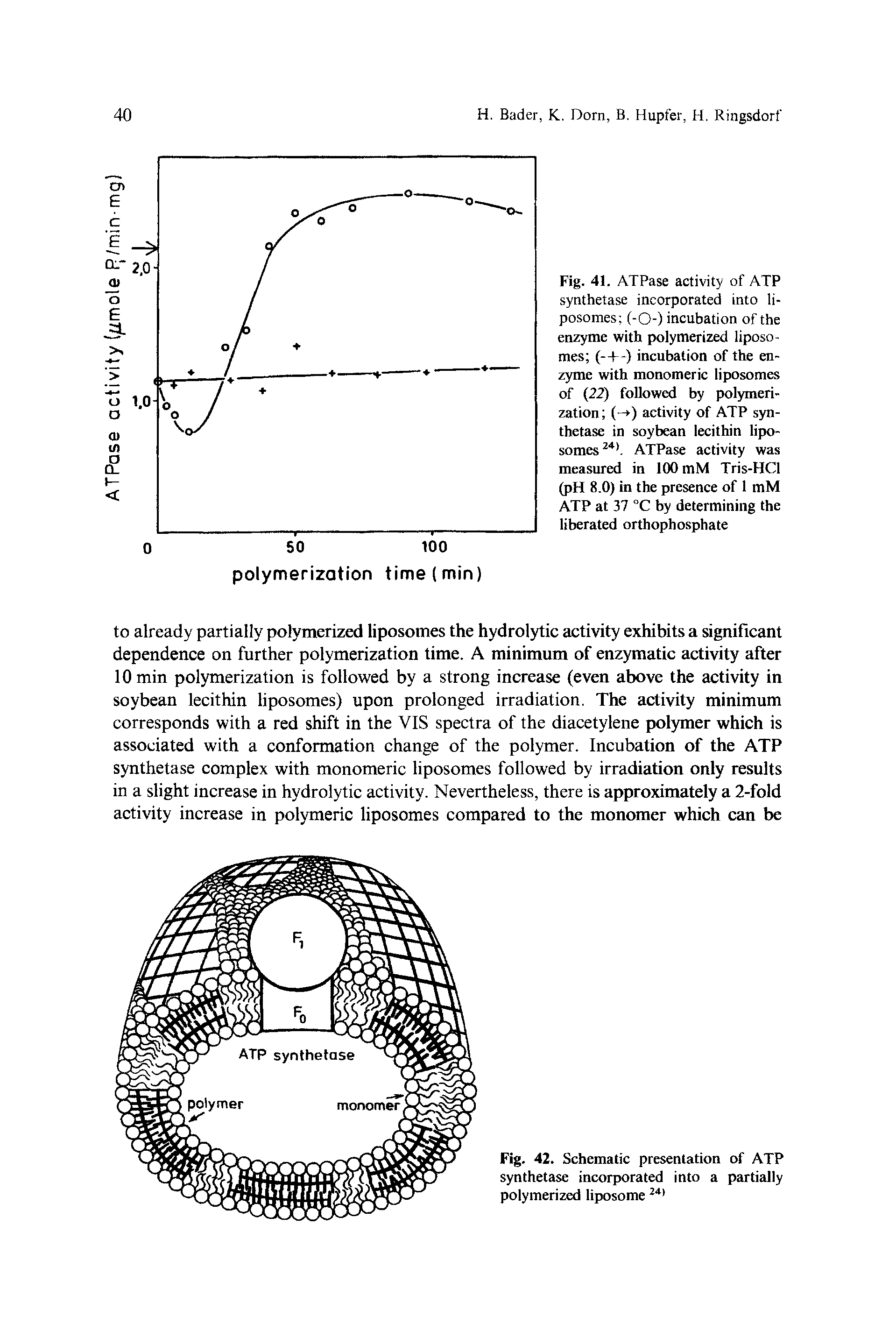 Fig. 41. ATPase activity of ATP synthetase incorporated into liposomes (-O-) incubation of the enzyme with polymerized liposomes (-+-) incubation of the enzyme with monomeric liposomes of (22) followed by polymerization (- ) activity of ATP synthetase in soybean lecithin liposomes24. ATPase activity was measured in 100 mM Tris-HCl (pH 8.0) in the presence of 1 mM ATP at 37 °C by determining the liberated orthophosphate...