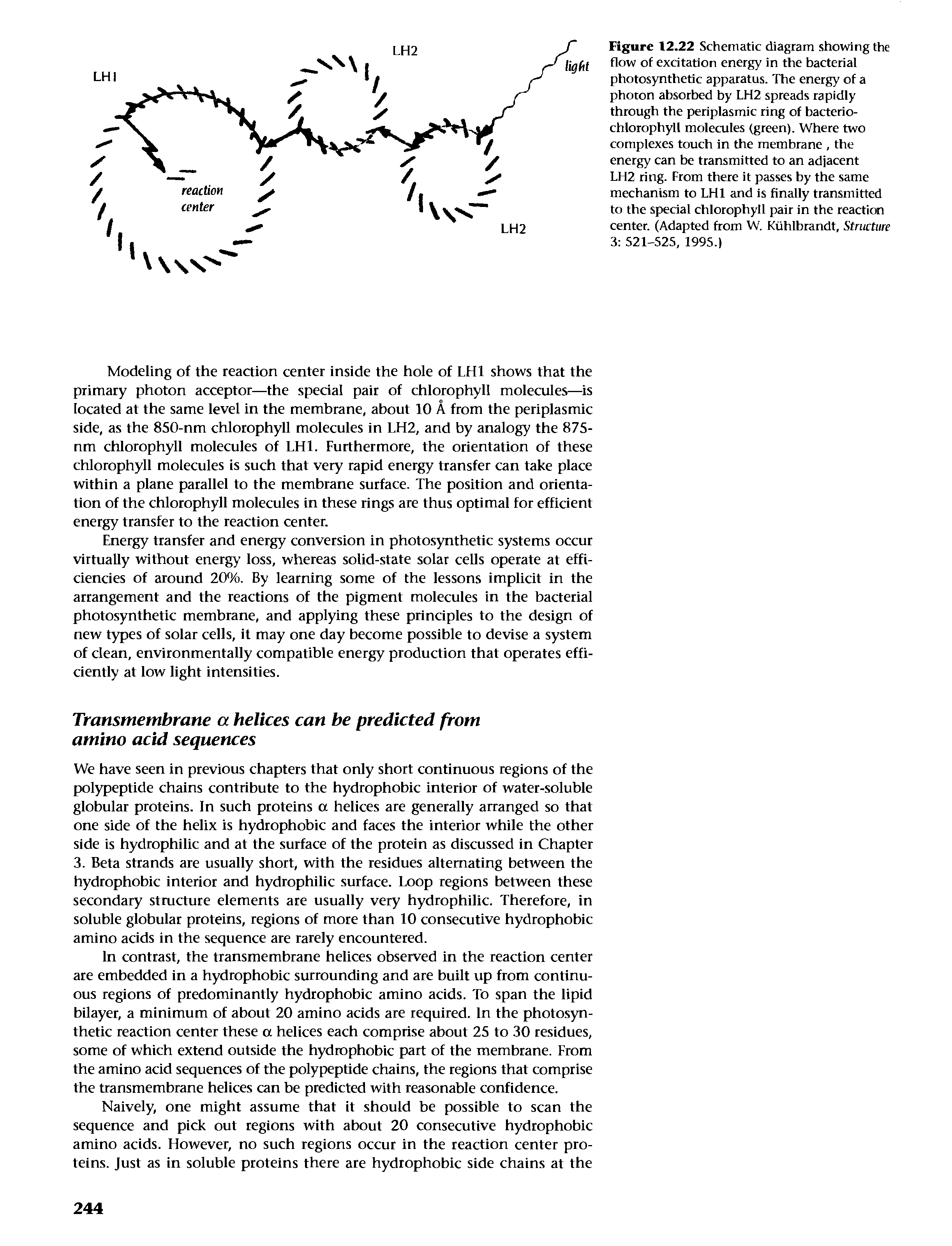 Figure 12.22 Schematic diagram showing the flow of excitation energy in the bacterial photosynthetic apparatus. The energy of a photon absorbed by LH2 spreads rapidly through the periplasmic ring of bacterio-chlorophyll molecules (green). Where two complexes touch in the membrane, the energy can be transmitted to an adjacent LH2 ring. From there it passes by the same mechanism to LHl and is finally transmitted to the special chlorophyll pair in the reaction center. (Adapted from W. Kiihlbrandf, Structure 3 521-525, 1995.)...
