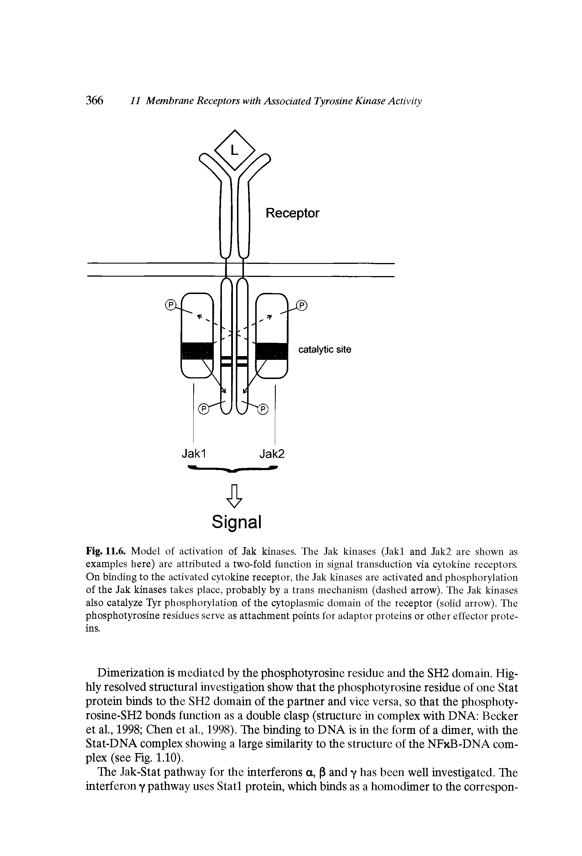 Fig. 11.6. Model of activation of Jak kinases. The Jak kinases (Jakl and Jak2 are shown as examples here) are attributed a two-fold function in signal transduction via cytokine receptors. On binding to the activated cytokine receptor, the Jak kinases are activated and phosphorylation of the Jak kinases takes place, probably by a trans mechanism (dashed arrow). The Jak kinases also catalyze Tyr phosphorylation of the cytoplasmic domain of the receptor (solid arrow). The phosphotyrosine residues serve as attachment points for adaptor proteins or other effector proteins.