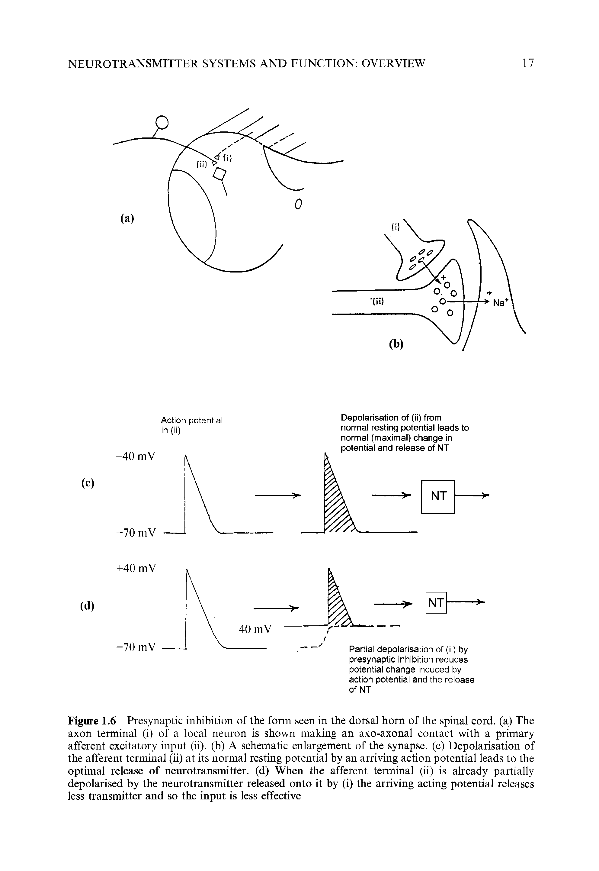 Figure 1.6 Presynaptic inhibition of the form seen in the dorsal horn of the spinal cord, (a) The axon terminal (i) of a local neuron is shown making an axo-axonal contact with a primary afferent excitatory input (ii). (b) A schematic enlargement of the synapse, (c) Depolarisation of the afferent terminal (ii) at its normal resting potential by an arriving action potential leads to the optimal release of neurotransmitter, (d) When the afferent terminal (ii) is already partially depolarised by the neurotransmitter released onto it by (i) the arriving acting potential releases less transmitter and so the input is less effective...