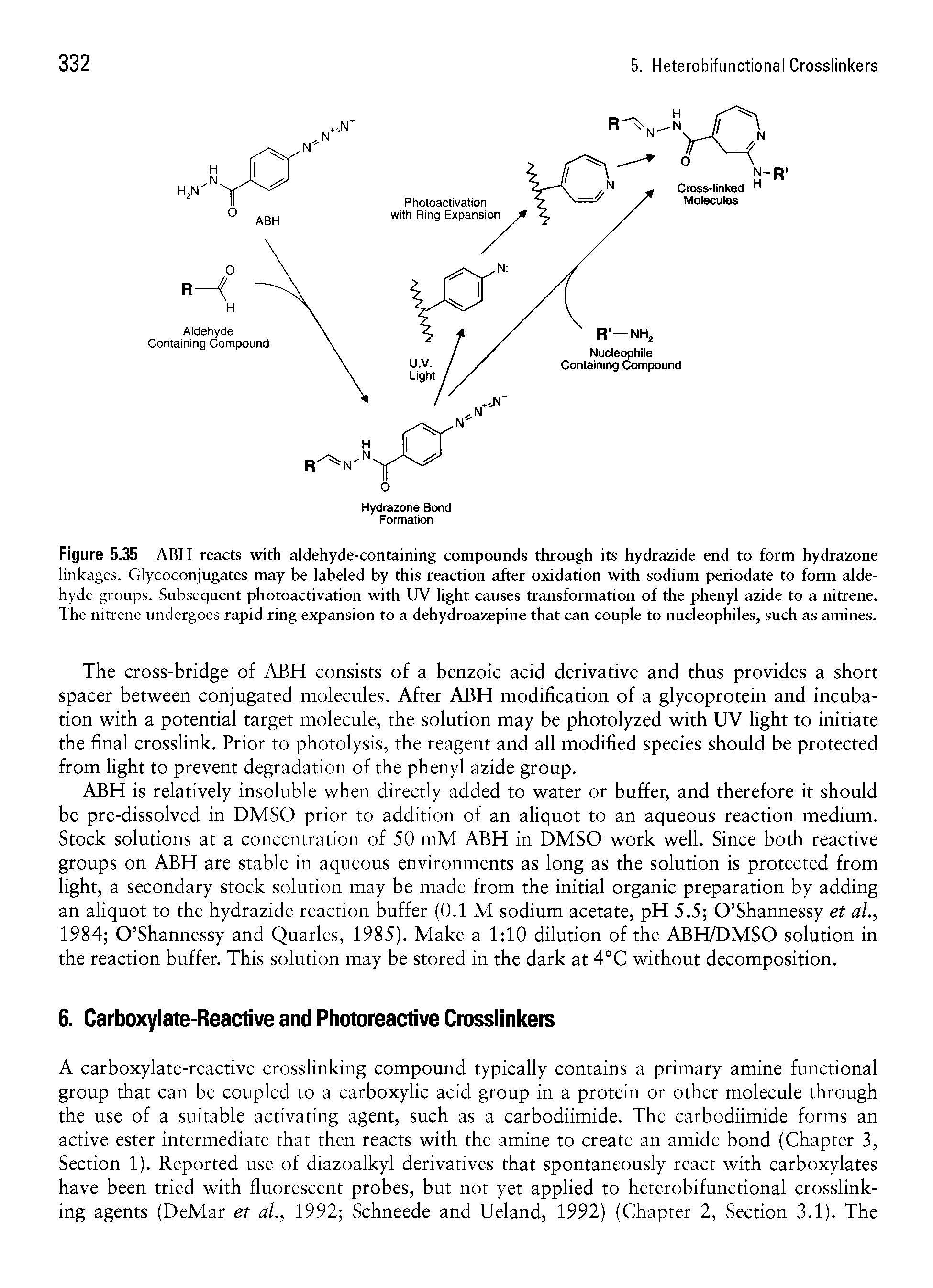 Figure 5.35 ABH reacts with aldehyde-containing compounds through its hydrazide end to form hydrazone linkages. Glycoconjugates may be labeled by this reaction after oxidation with sodium periodate to form aldehyde groups. Subsequent photoactivation with UV light causes transformation of the phenyl azide to a nitrene. The nitrene undergoes rapid ring expansion to a dehydroazepine that can couple to nucleophiles, such as amines.