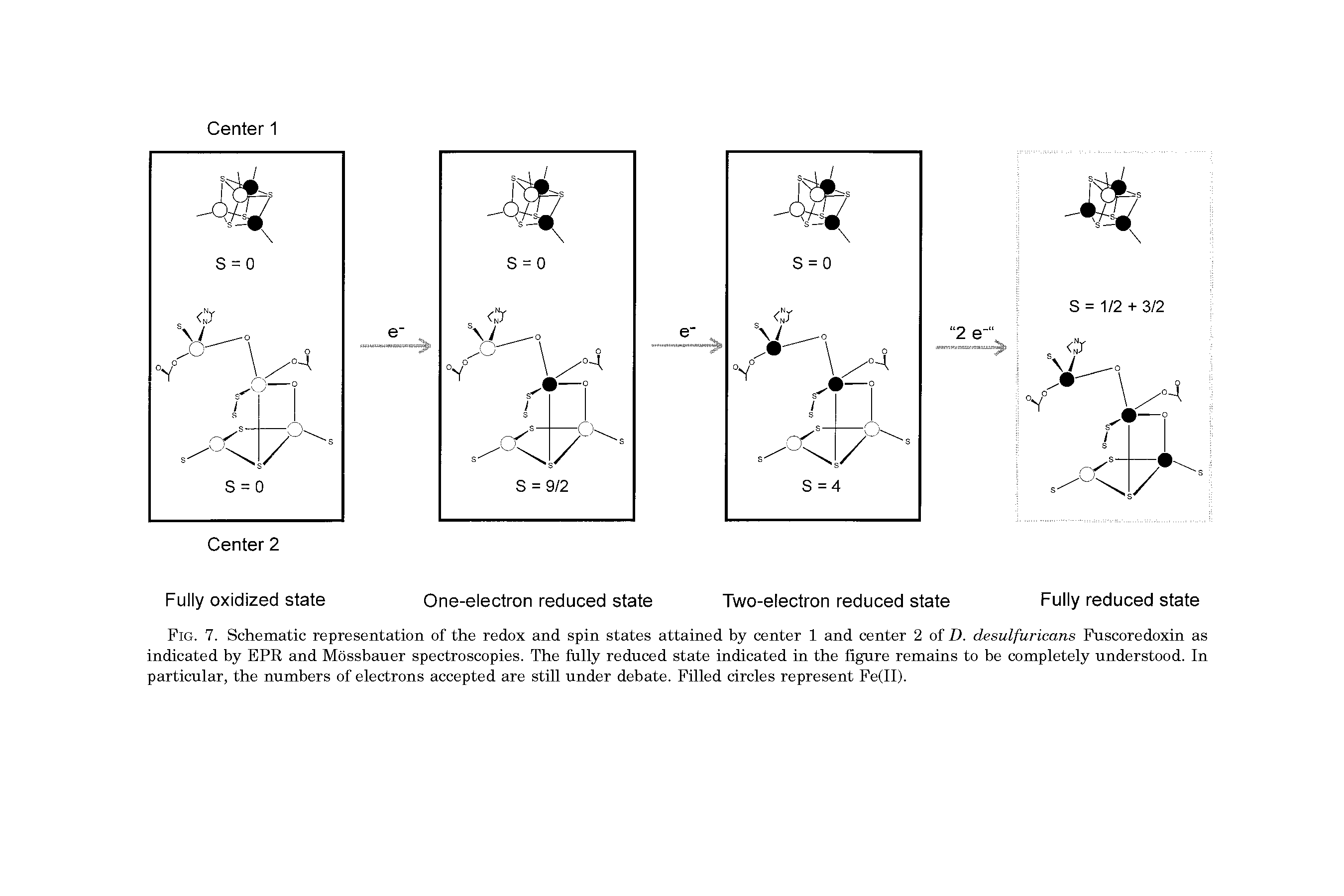 Fig. 7. Schematic representation of the redox and spin states attained by center 1 and center 2 of D. desulfuricans Fuscoredoxin as indicated by EPR and Mossbauer spectroscopies. The fully reduced state indicated in the figure remains to be completely understood. In particular, the numbers of electrons accepted are still under debate. Filled circles represent Fe(II).