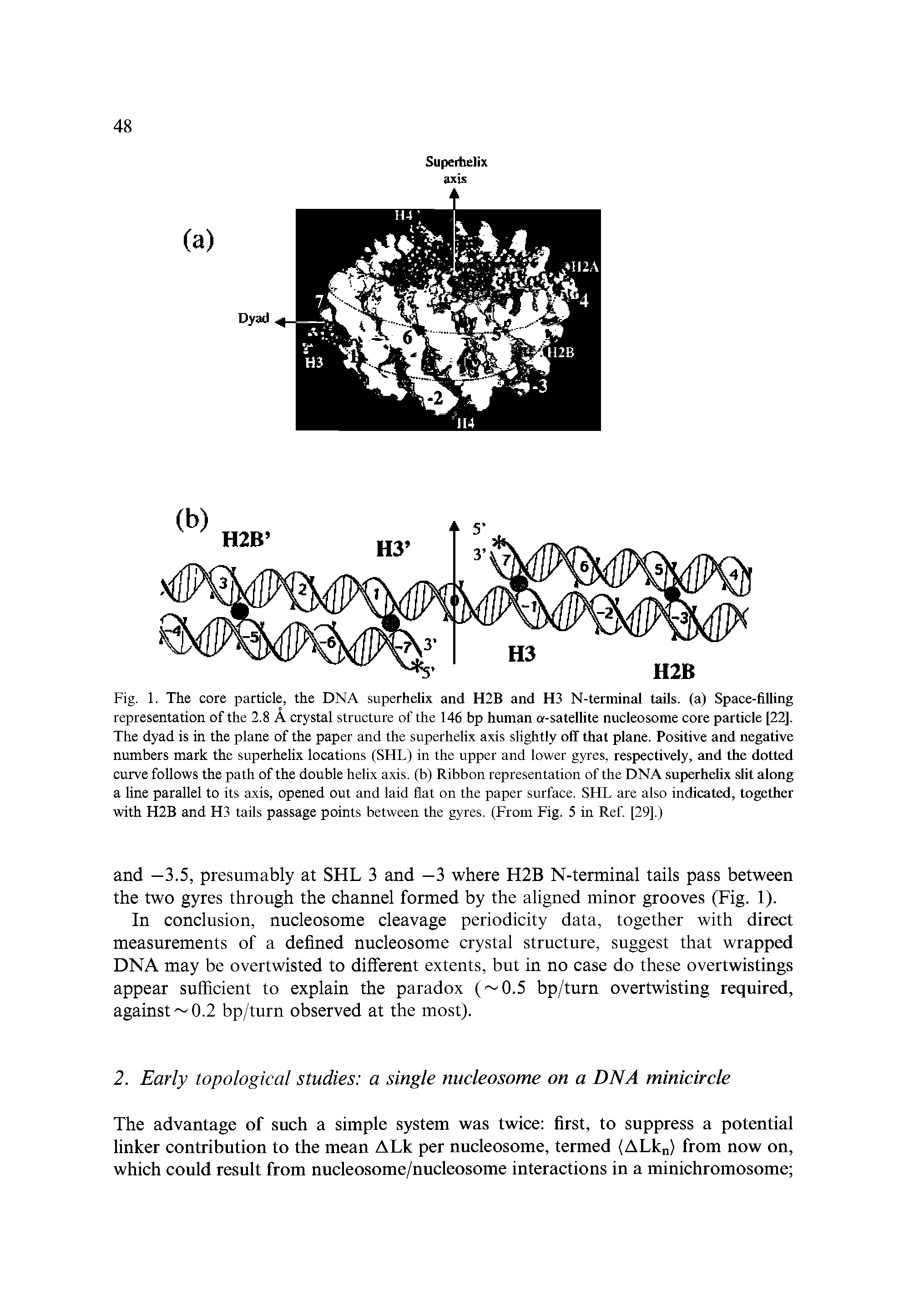 Fig. 1. The core particle, the DNA superhelix and H2B and H3 N-terminal tails, (a) Space-filling representation of the 2.8 A crystal structure of the 146 bp human a-satellite nucleosome core particle [22]. The dyad is in the plane of the paper and the superhelix axis slightly off that plane. Positive and negative numbers mark the superhelix locations (SHL) in the upper and lower gyres, respectively, and the dotted curve follows the path of the double helix axis, (b) Ribbon representation of the DNA superhelix slit along a line parallel to its axis, opened out and laid flat on the paper surface. SHL are also indicated, together with H2B and H3 tails passage points between the gyres. (From Fig. 5 in Ref [29].)...