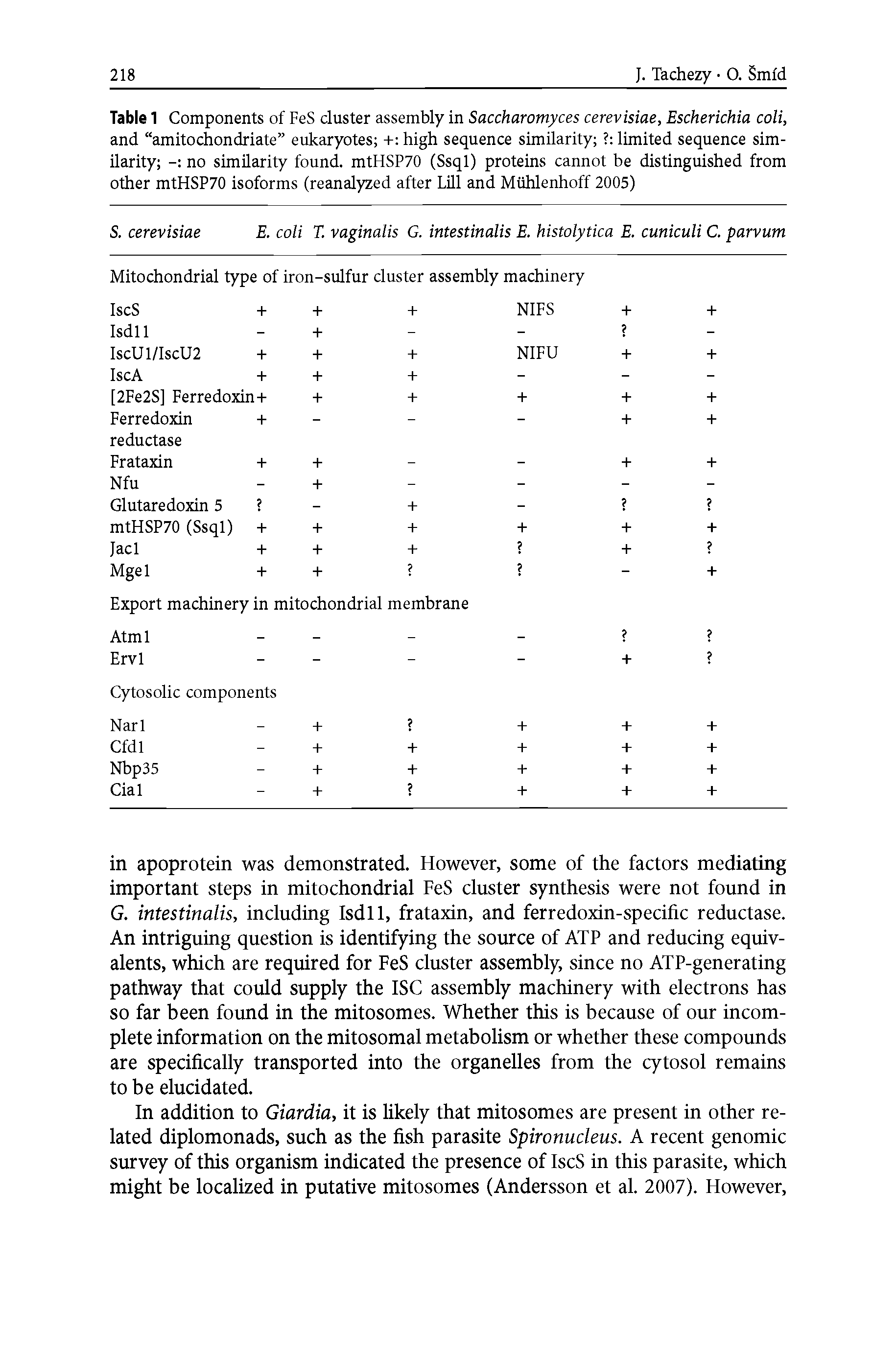 Table 1 Components of FeS cluster assembly in Saccharomyces cerevisiae, Escherichia coli, and amitochondriate eukaryotes + high sequence similarity limited sequence similarity no similarity found. mtHSP70 (Ssql) proteins cannot be distinguished from other mtHSP70 isoforms (reanalyzed after Lill and Miihlenhoff 2005) ...