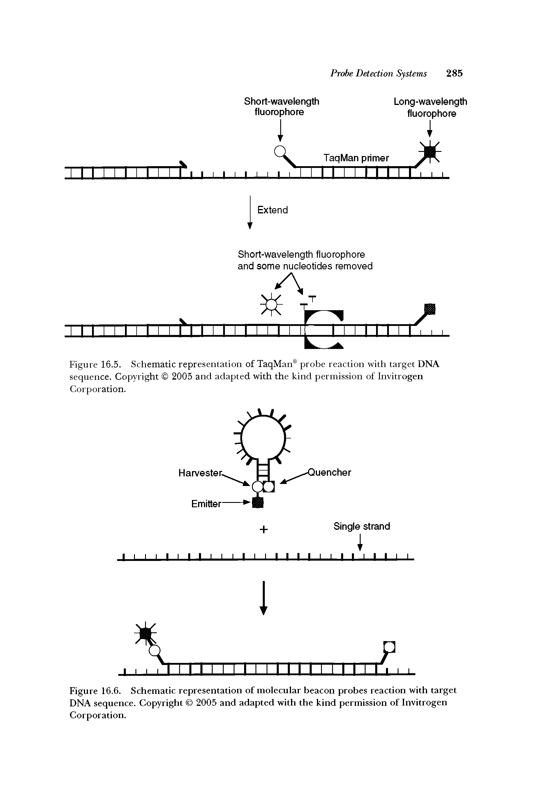 Figure 16.6. Schematic representation of molecular beacon probes reaction with target DNA sequence. Copyright 2005 and adapted with the kind permission of Invitrogen Corporation.