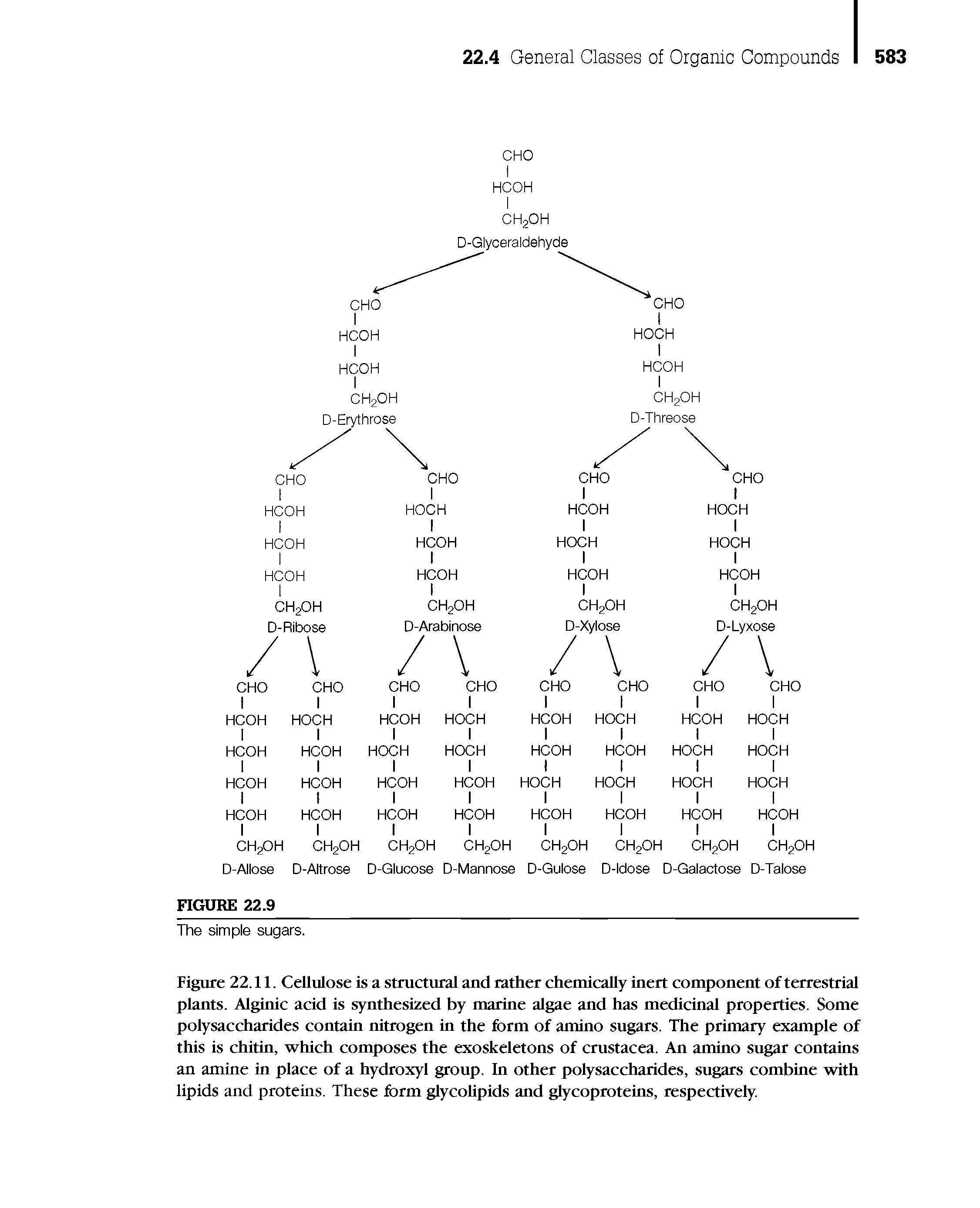 Figure 22.11. Cellulose is a structural and rather chemically inert component of terrestrial plants. Alginic acid is synthesized by marine algae and has medicinal properties. Some polysaccharides contain nitrogen in the form of amino sugars. The primary example of this is chitin, which composes the exoskeletons of Crustacea. An amino sugar contains an amine in place of a hydroxyl group. In other polysaccharides, sugars combine with lipids and proteins. These form glycoUpids and glycoproteins, respectively.