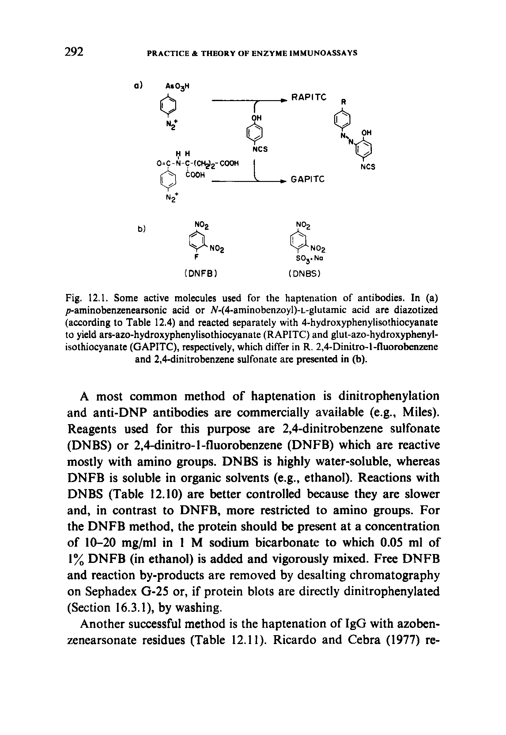 Fig. 12.1. Some active molecules used for the haptenation of antibodies. In (a) /i-aminobenzenearsonic acid or A -(4-aminobenzoyl)-L-glutamic acid are diazotized (according to Table 12.4) and reacted separately with 4-hydroxyphenylisothiocyanate to yield ars-azo-hydroxyphenylisothiocyanate (RAPITC) and glut-azo-hydroxyphenyl-isothiocyanate (GAPITC), respectively, which differ in R. 2,4-Dinitro-l-fluorobenzene and 2,4-dinitrobenzene sulfonate are presented in (b).